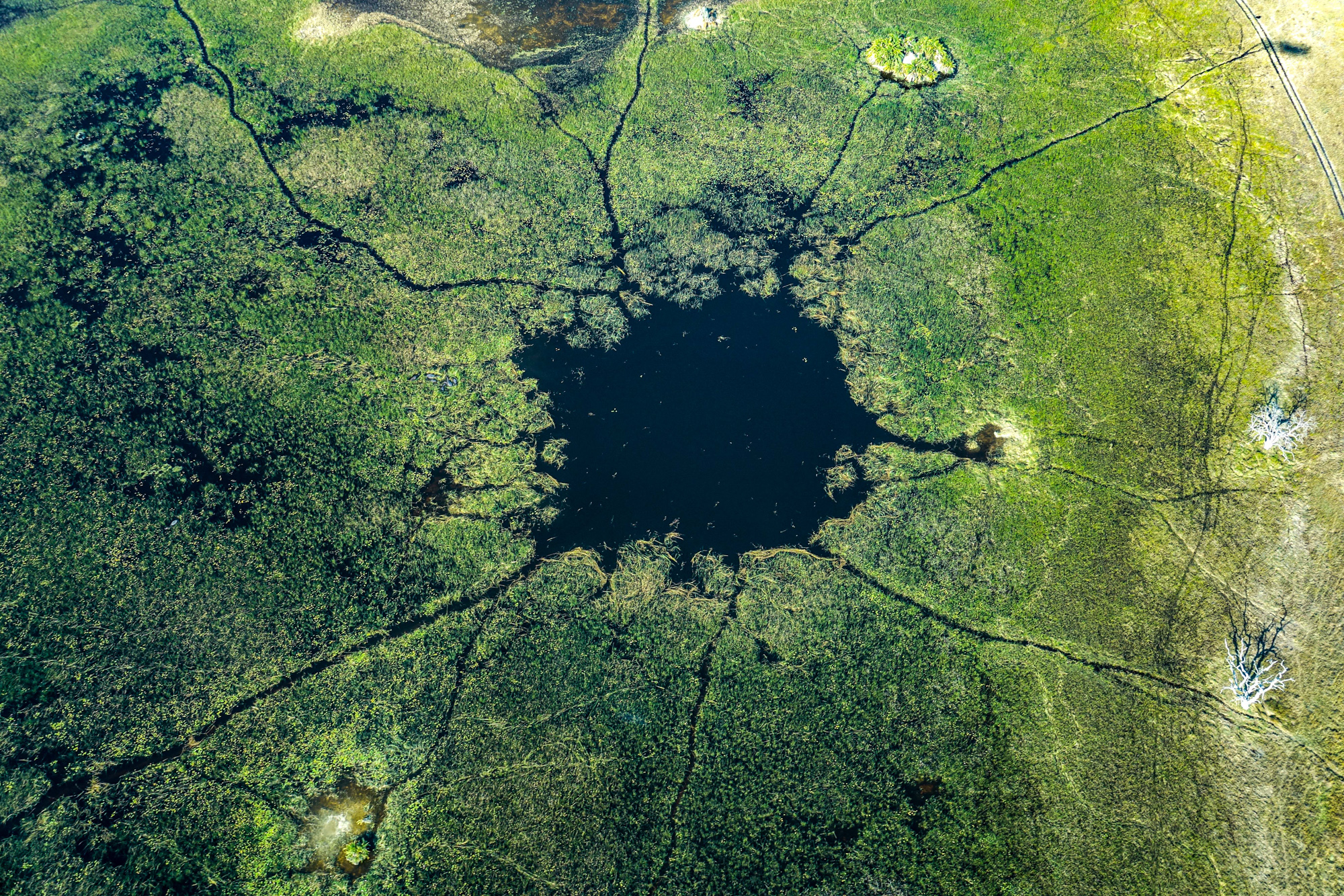 Mare Centrale d’une Tourbière