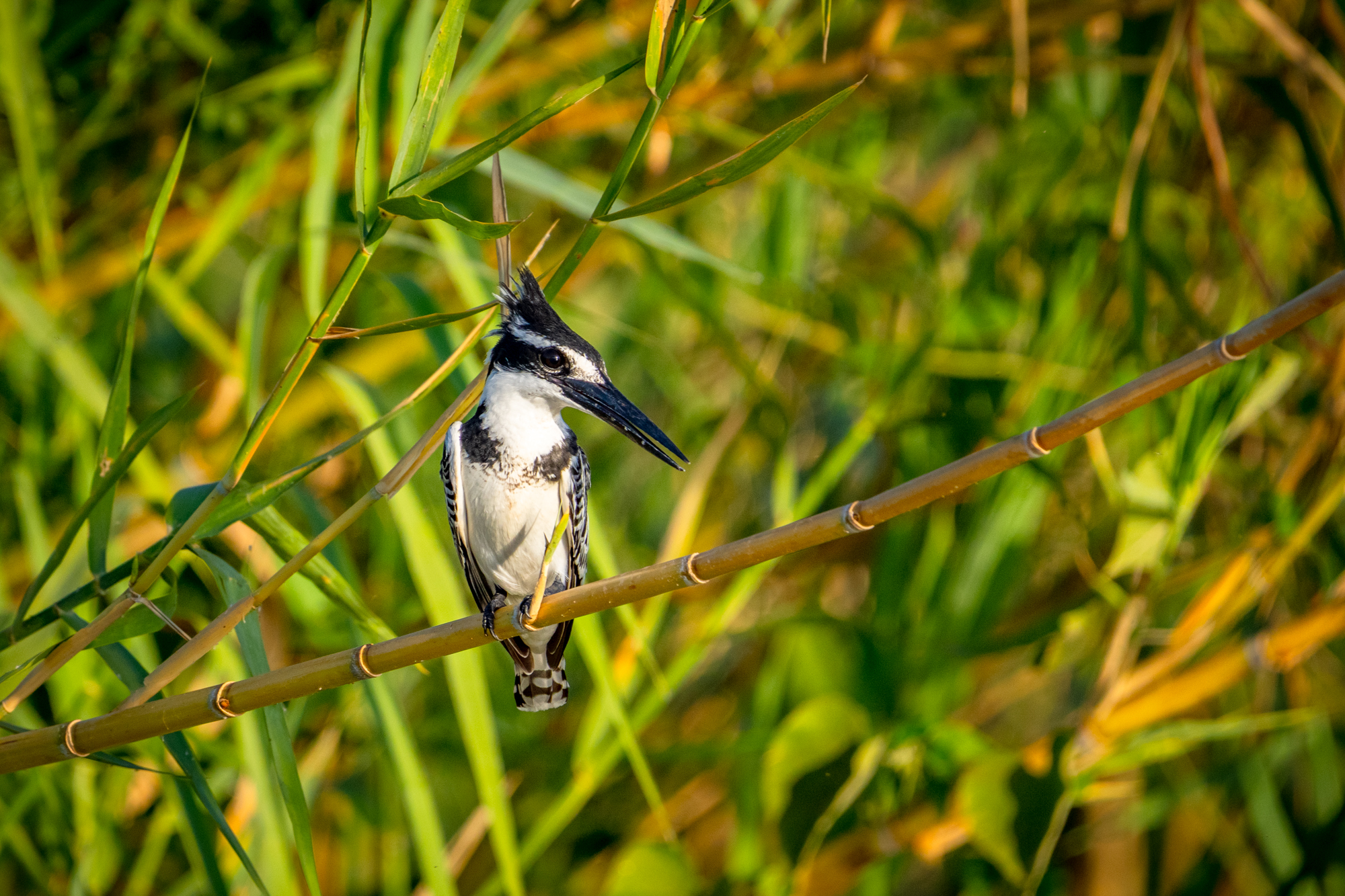 Martin-Pêcheur Pie sur Bambou