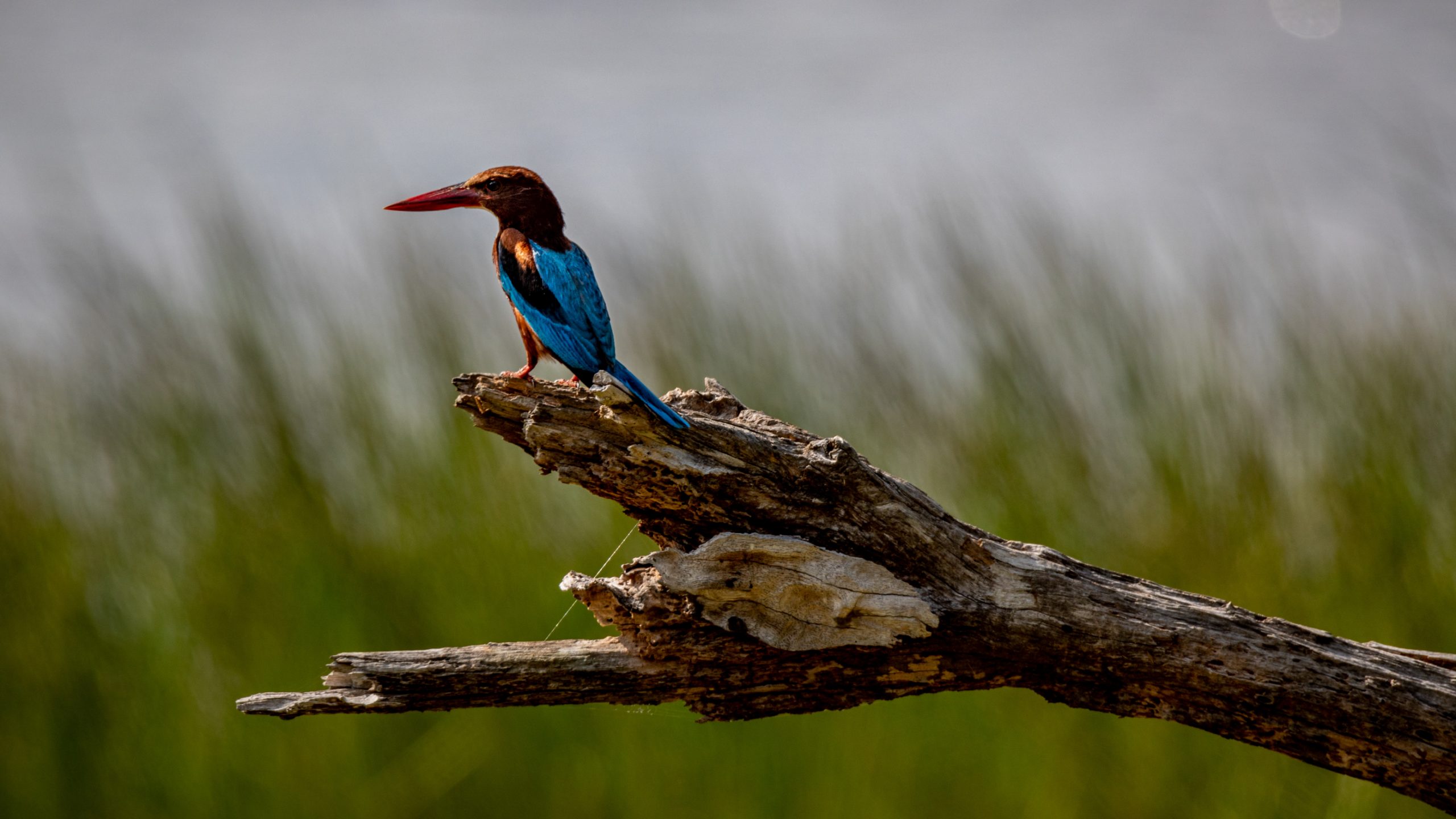 Martin-chasseur à gorge blanche perché