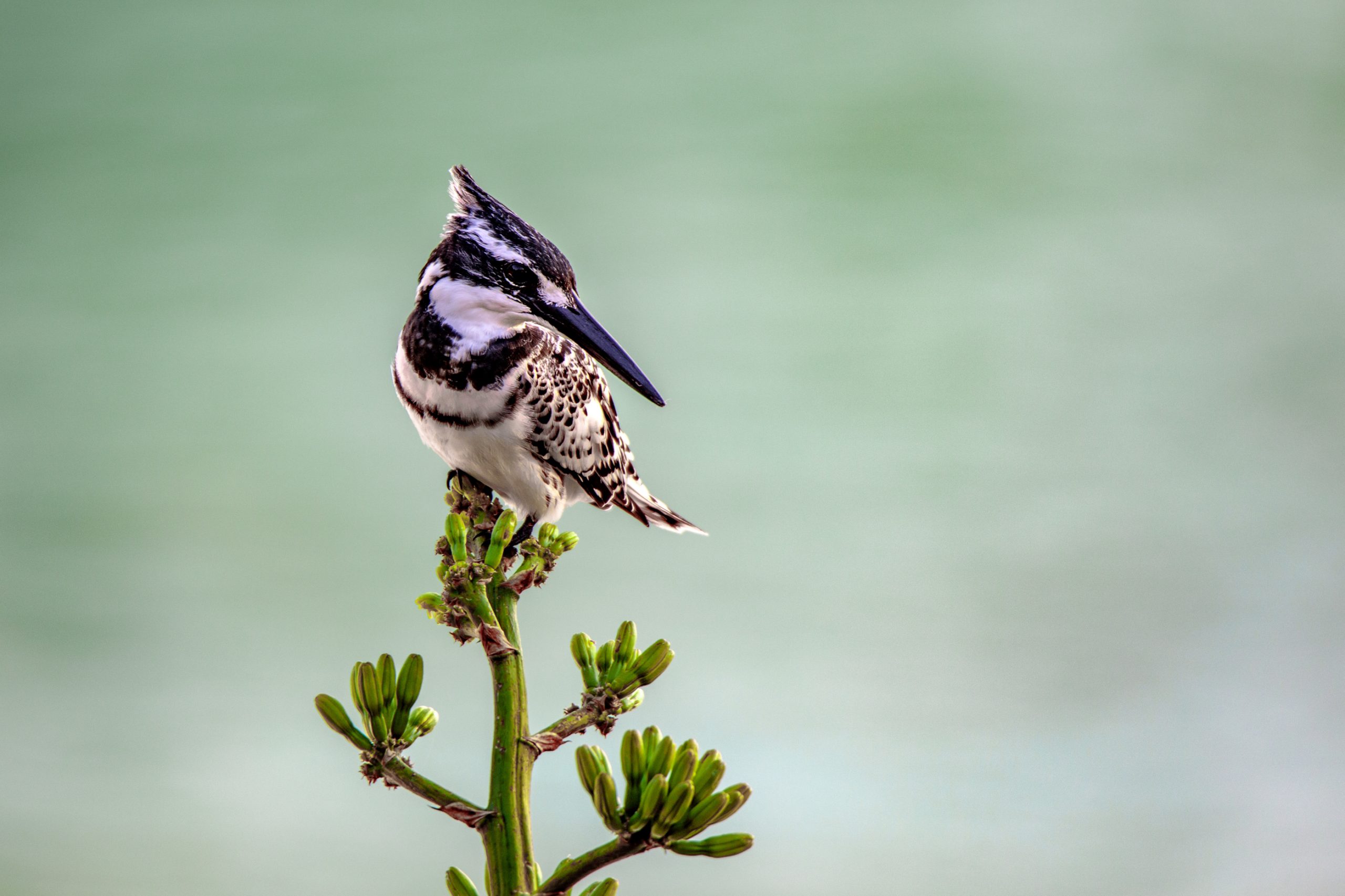 Martin-pêcheur pie perché