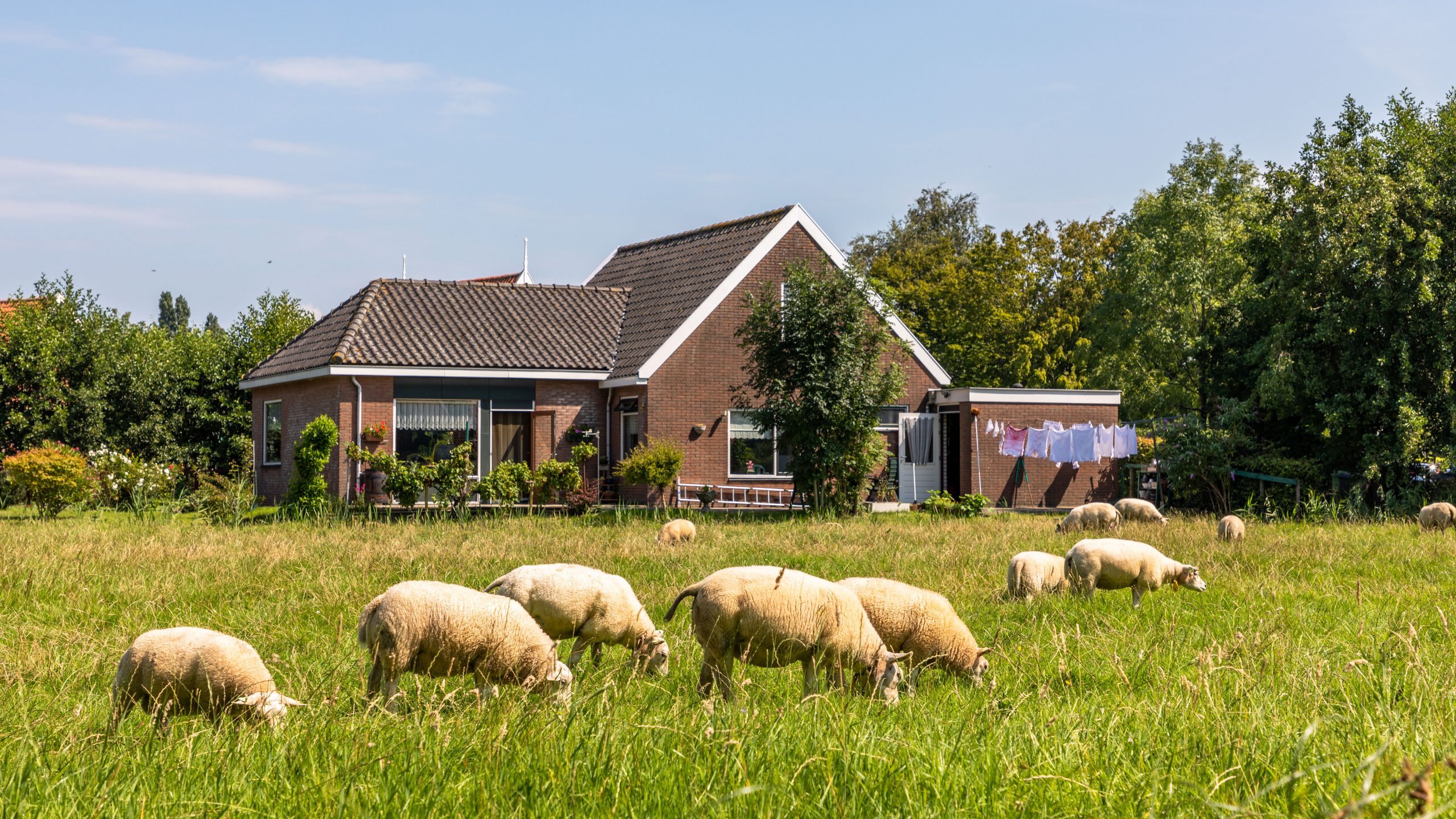 Moutons paissant devant maison champêtre