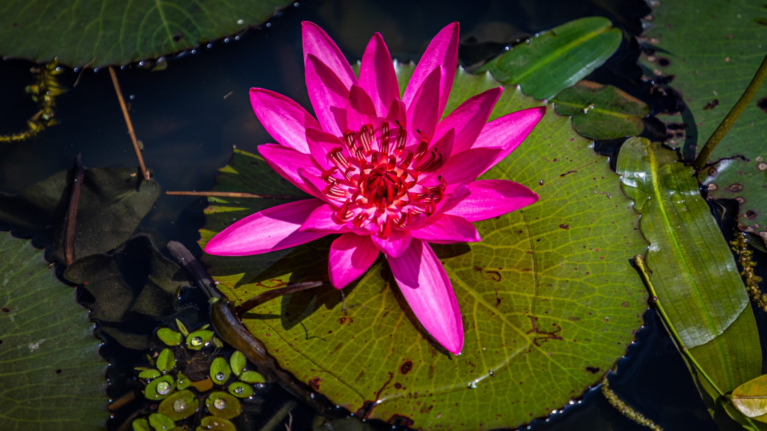 Nénuphar rose sur étang