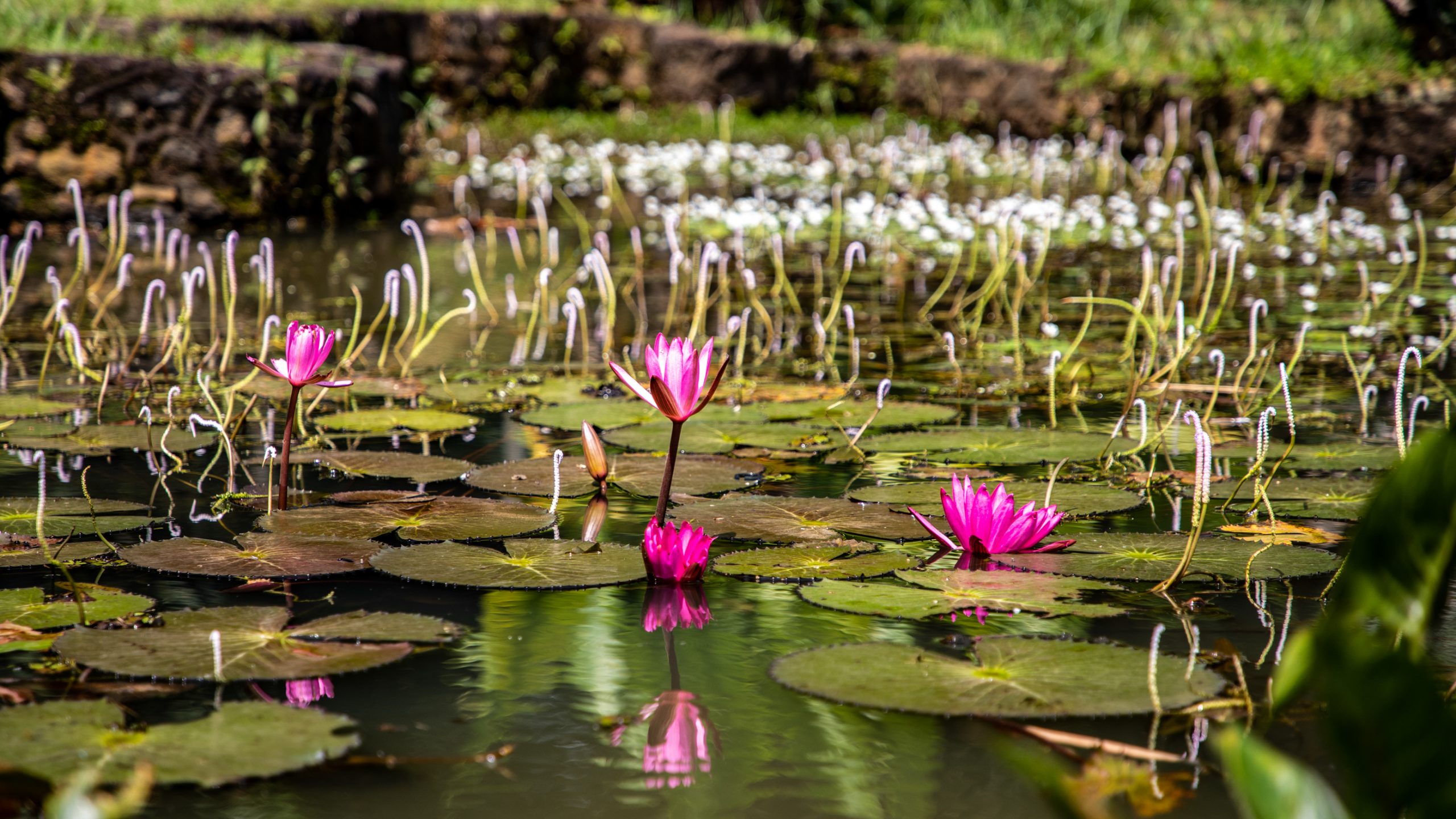 Nénuphars roses sur l’étang