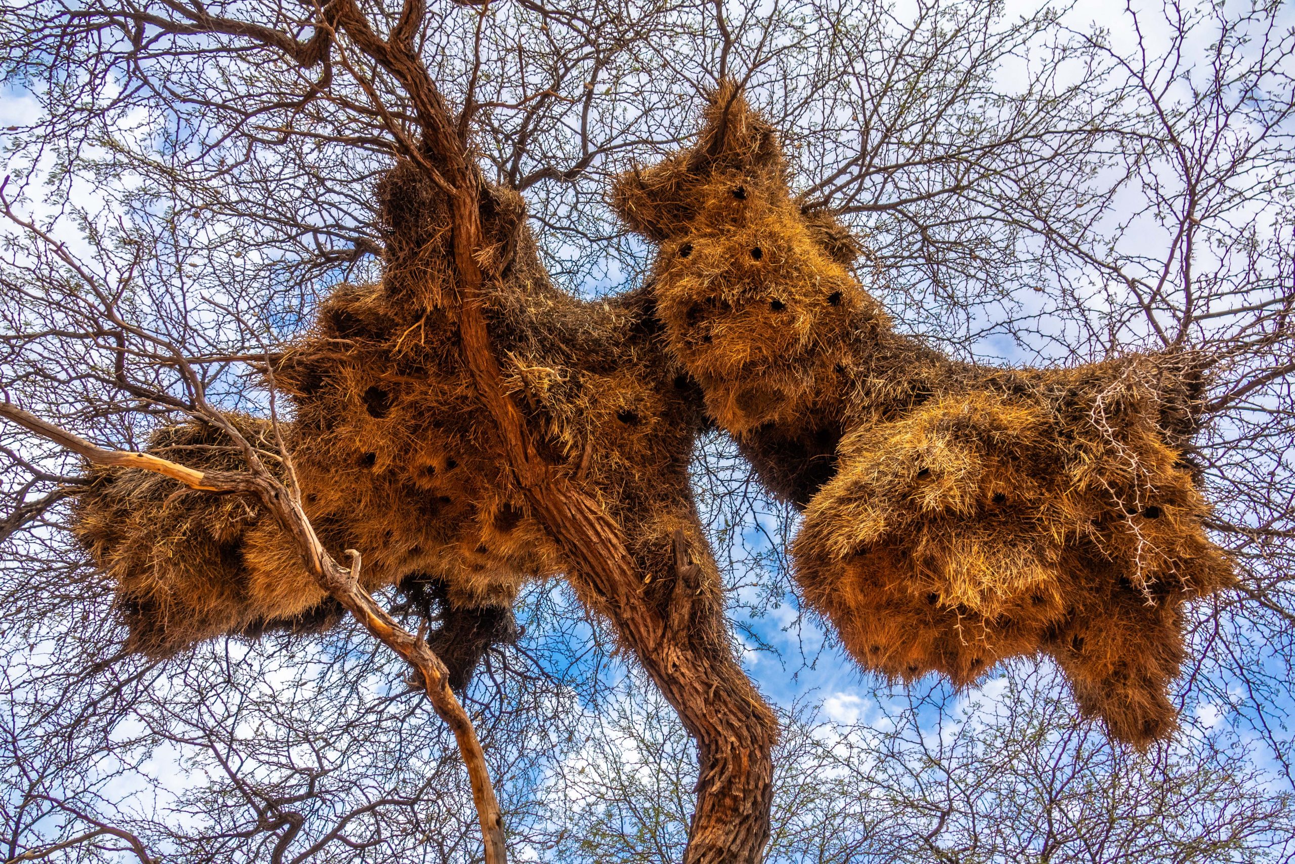 Nid géant des tisserands sociables