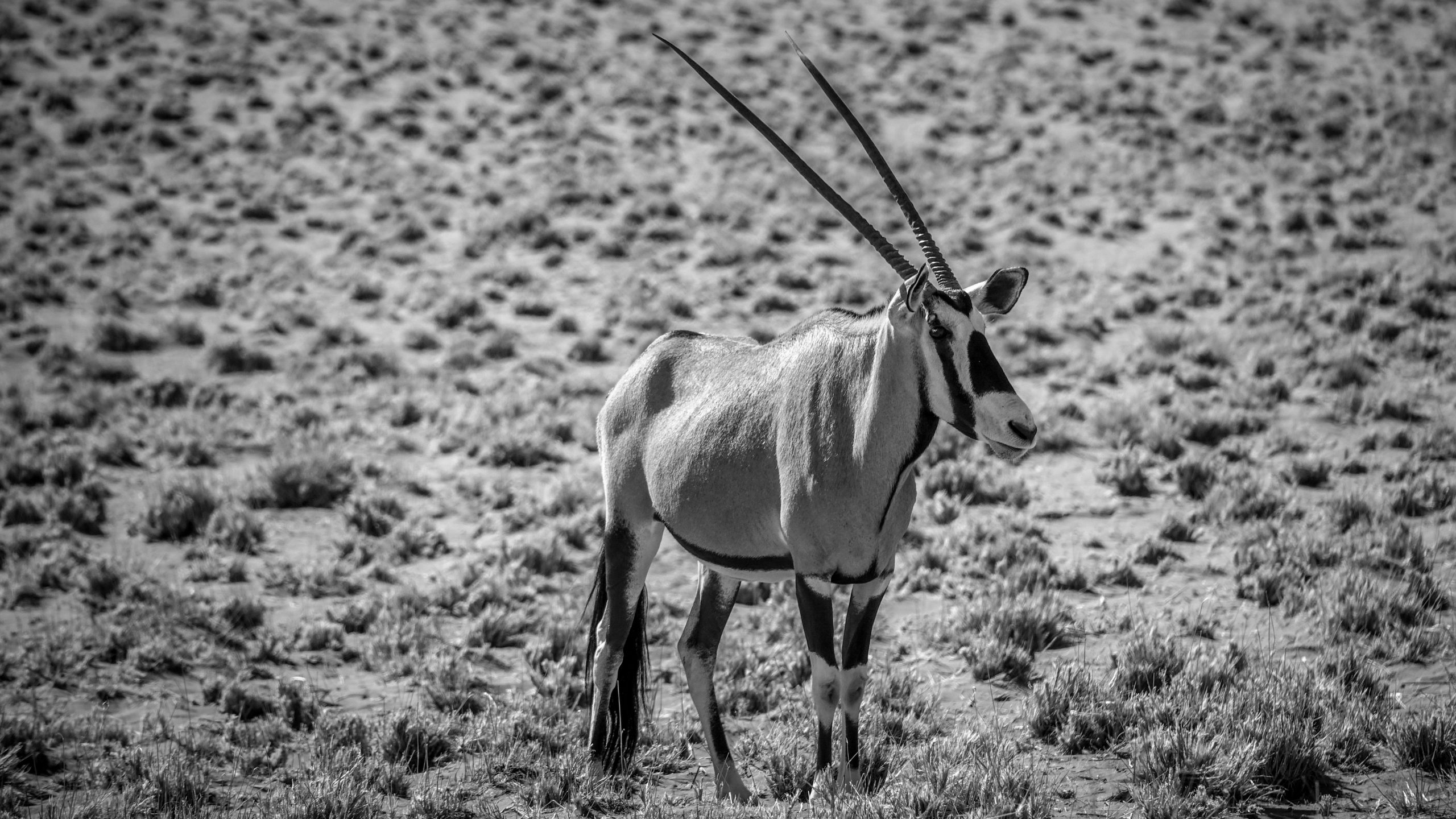 Oryx du Kalahari solitaire