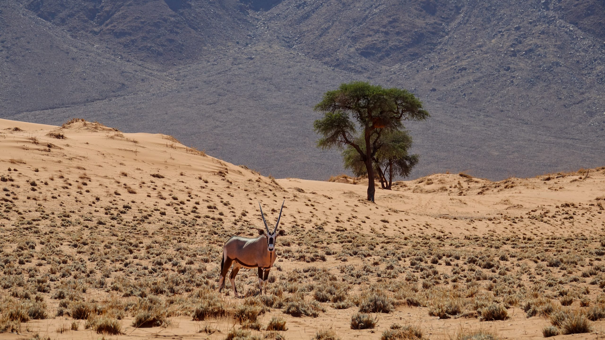 Oryx du désert du Namib