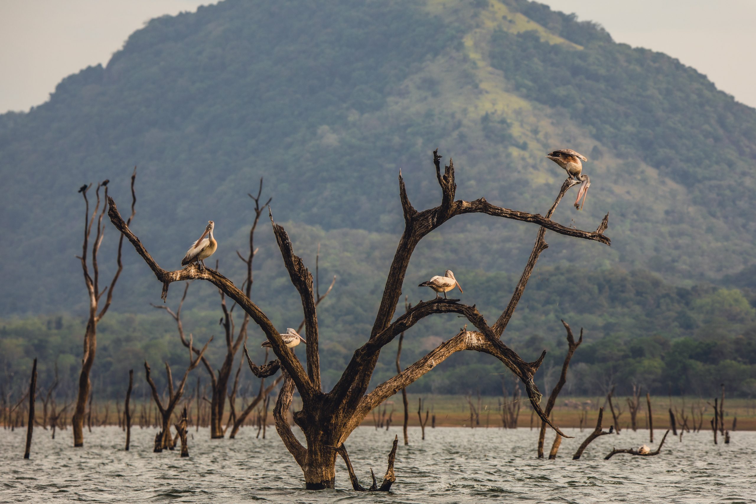 Parc national de Gal Oya-7