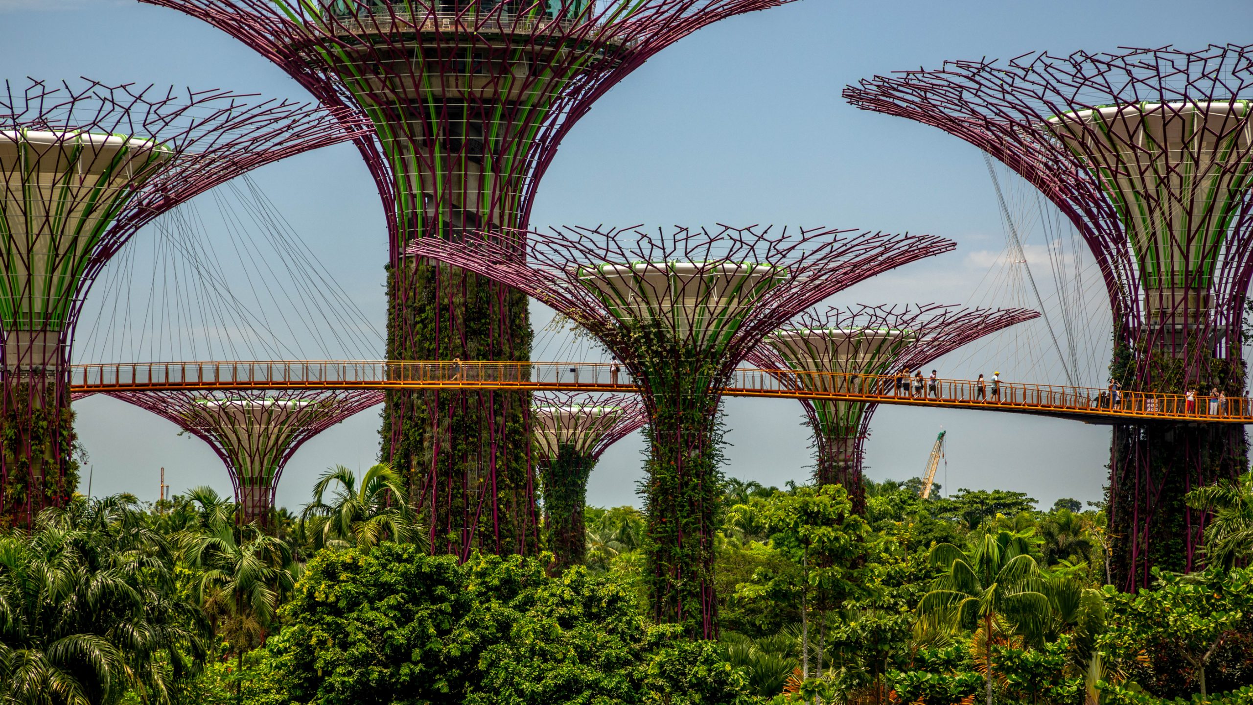 Passerelle du Supertree Grove Singapour