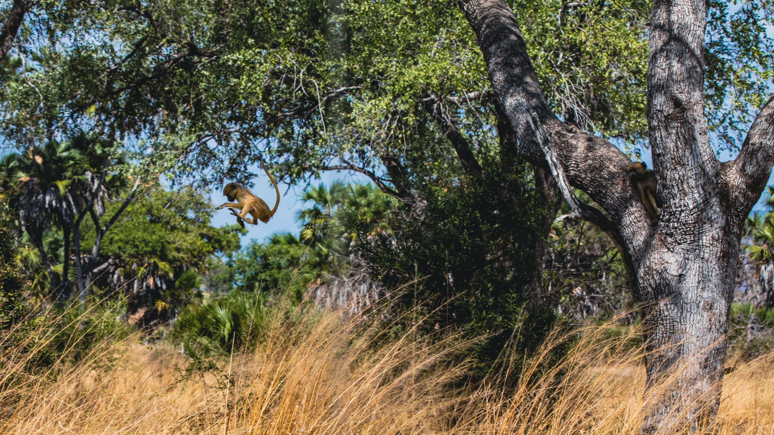 Patas bondissant dans la savane