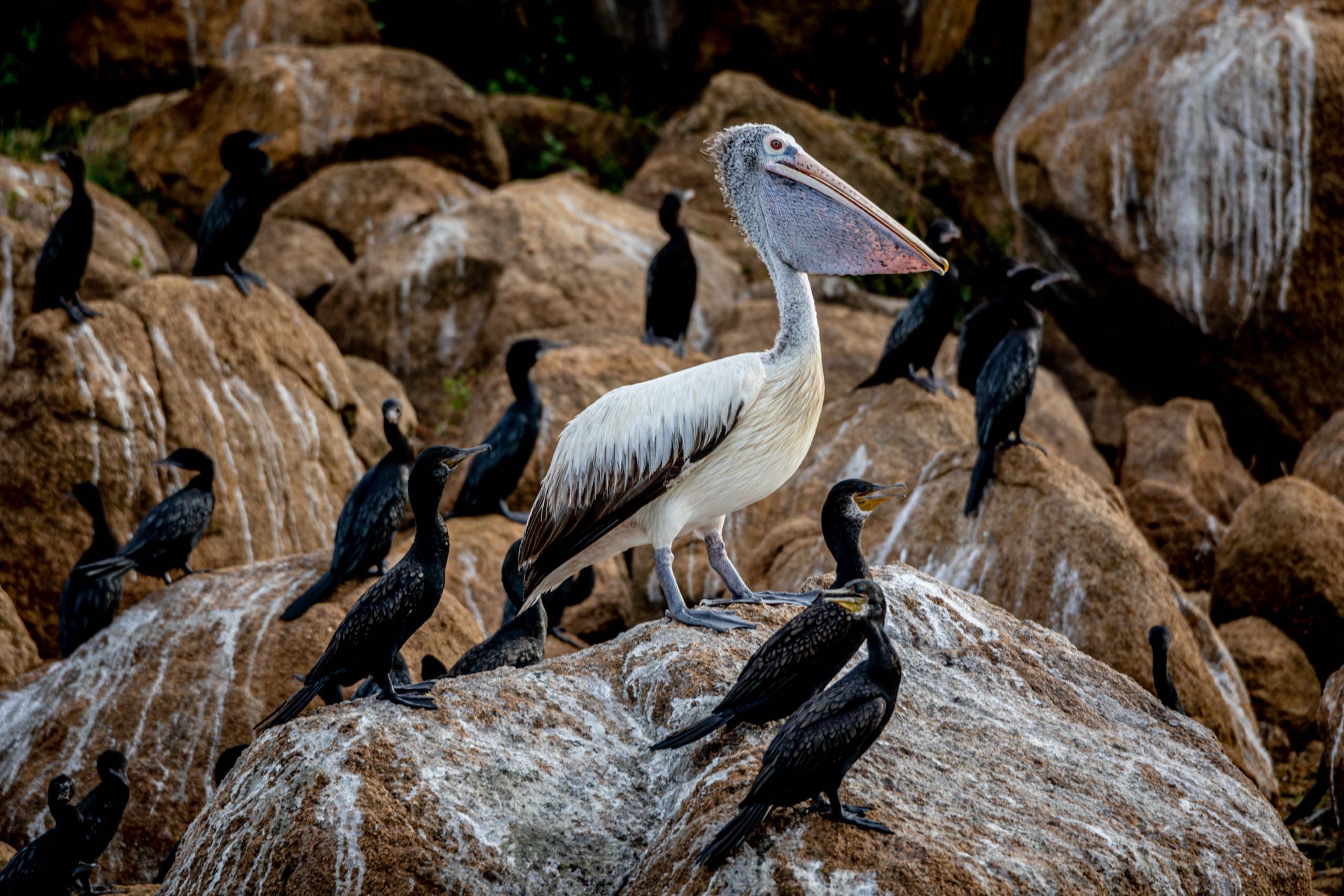 Pélican blanc parmi les cormorans