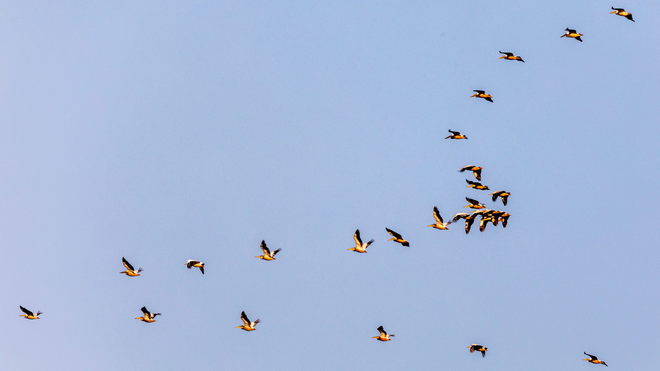 Pélicans bruns en vol