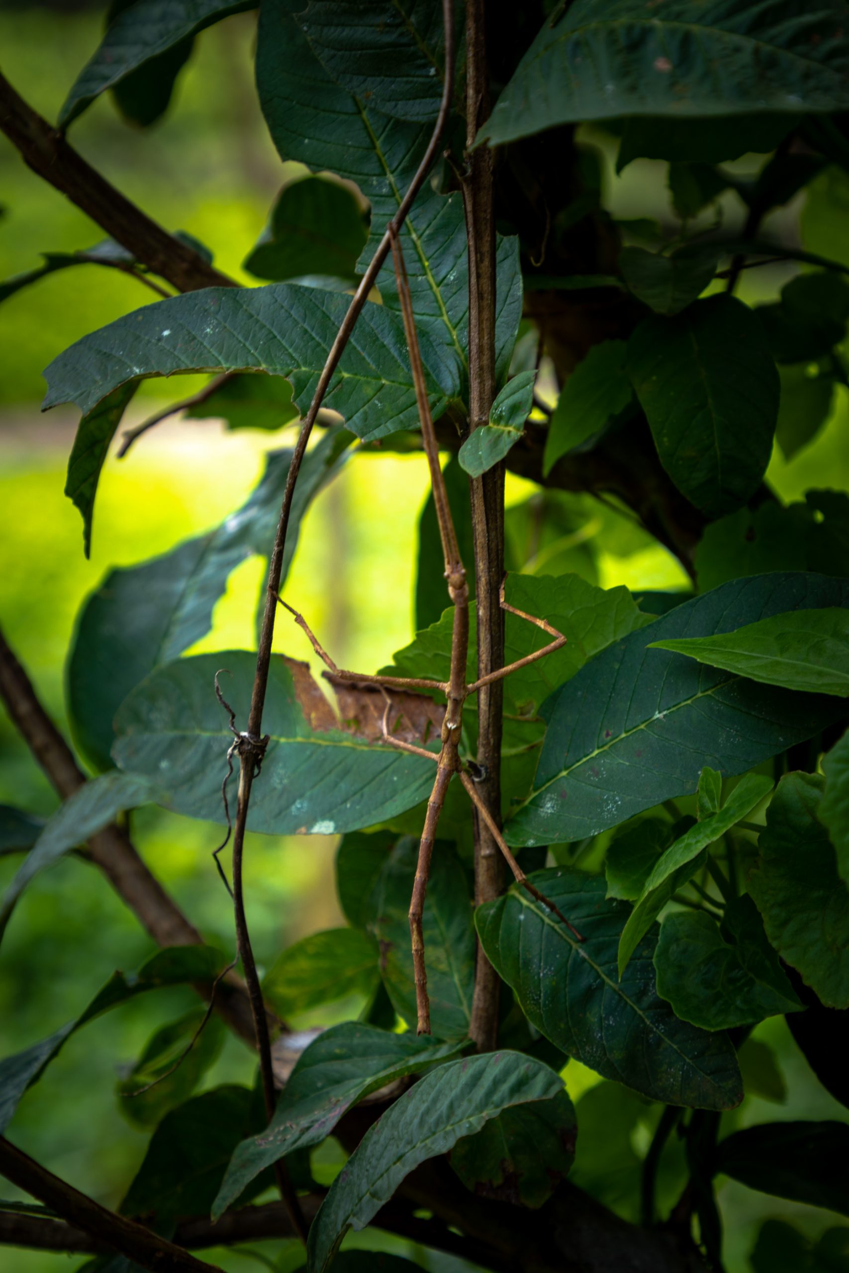 Phasme bâton camouflé sur rameau