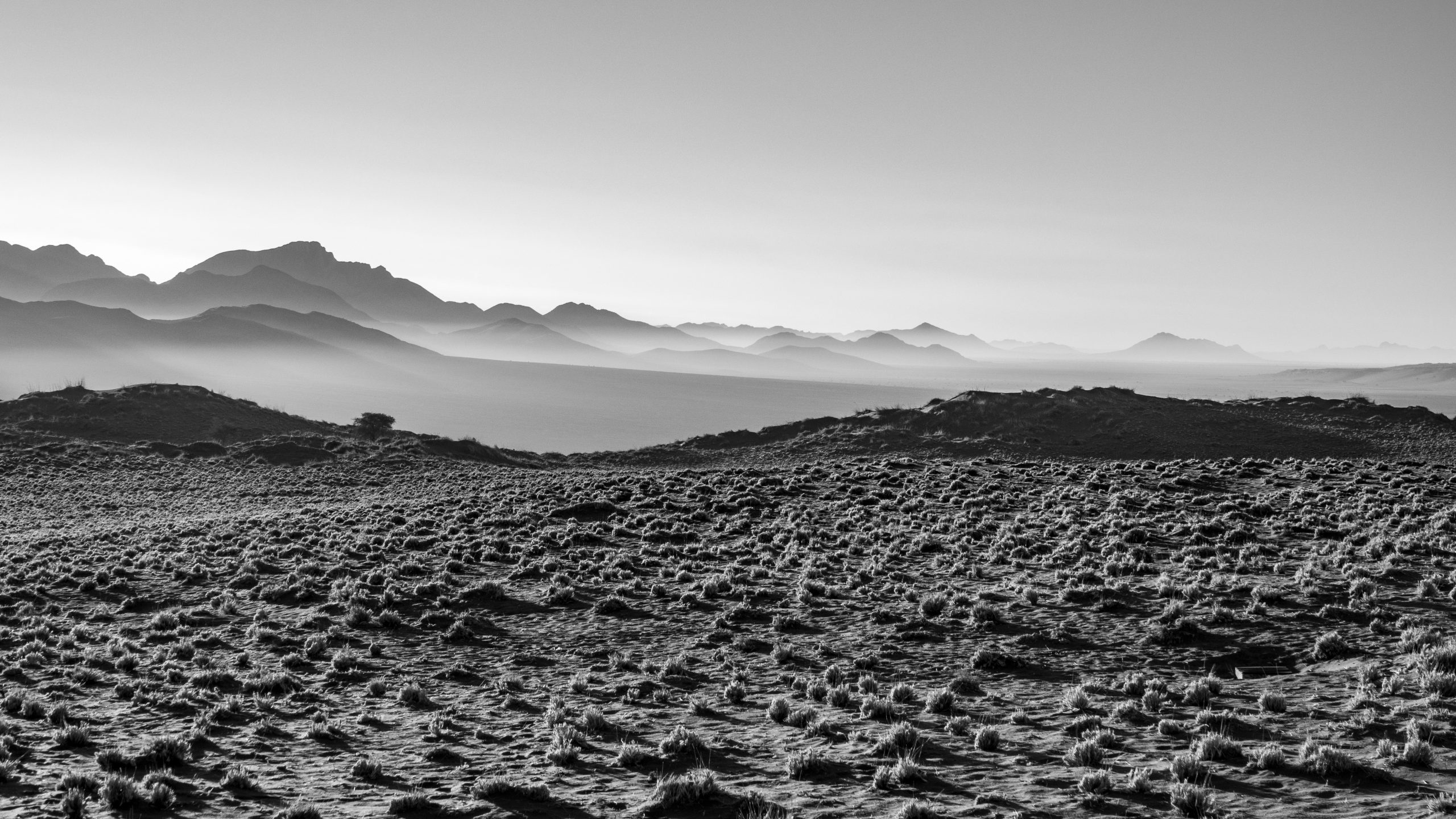 Plaine Désertique Parsémée de Touffes