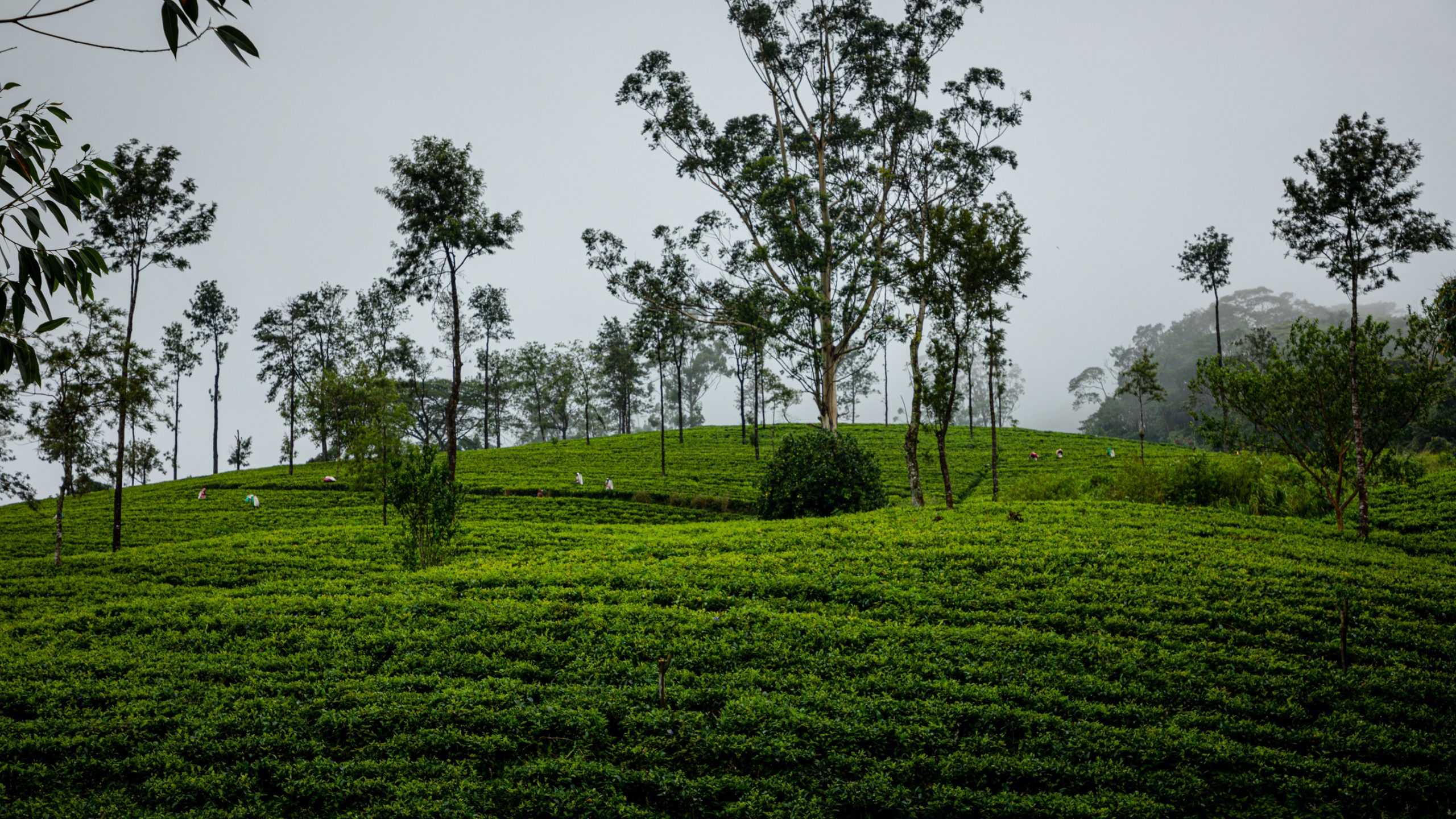 Plantation de thé embrumée
