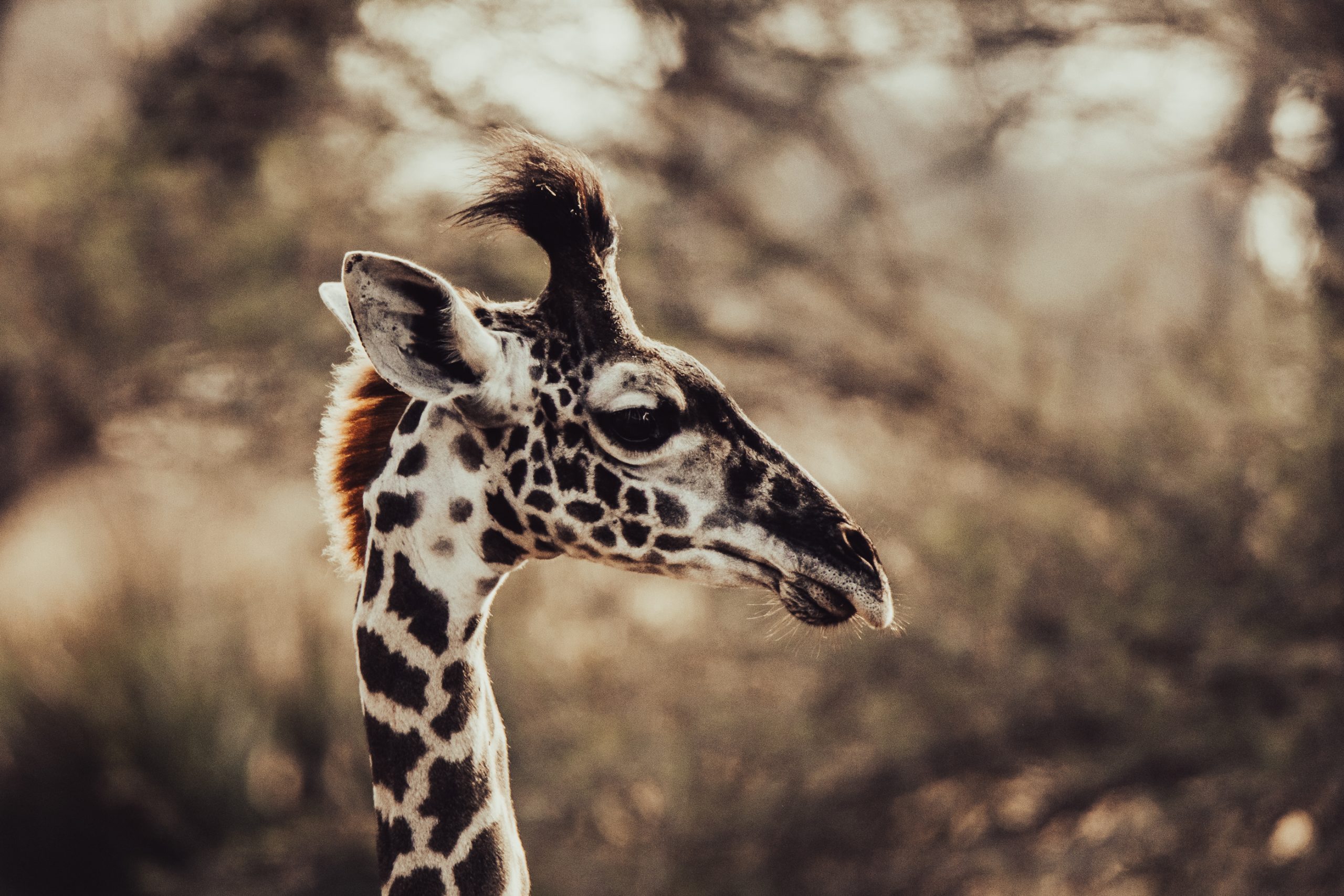 Portrait de girafe réticulée