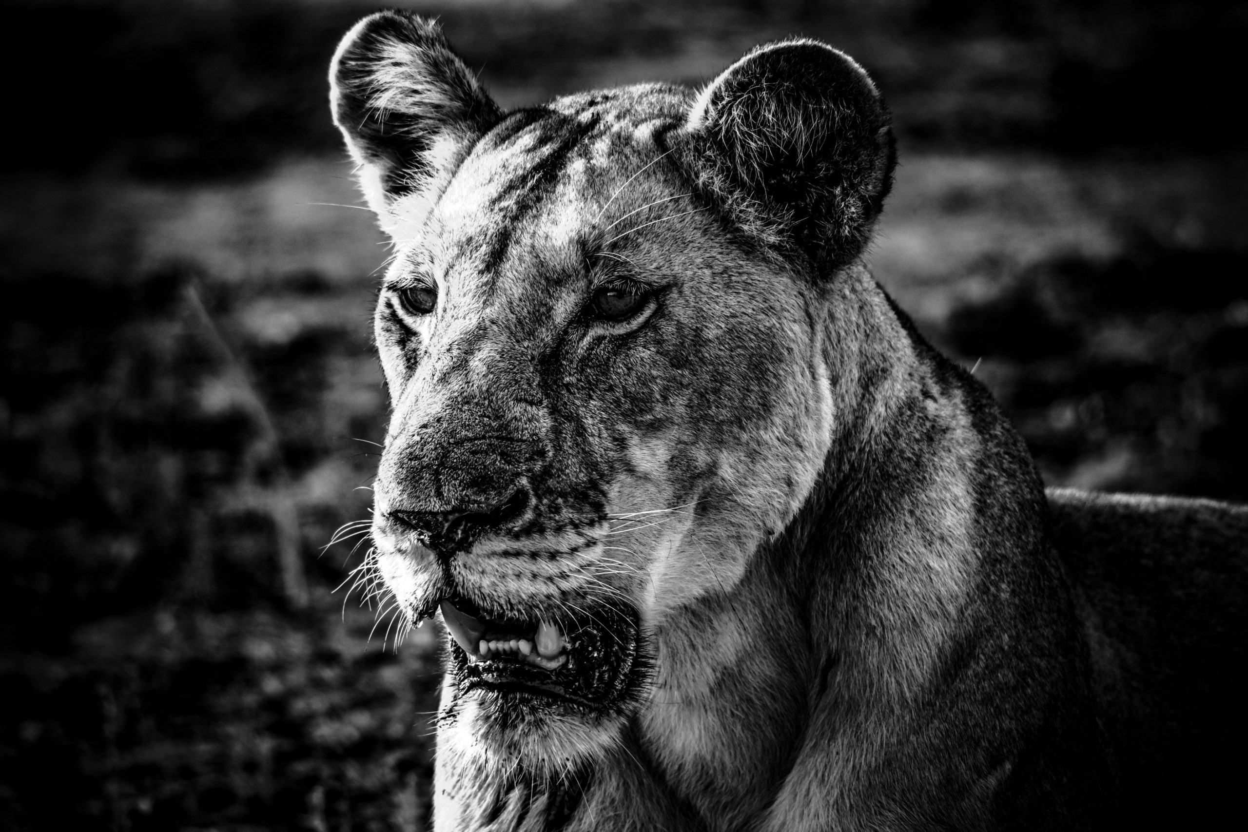 Portrait de lionne africaine