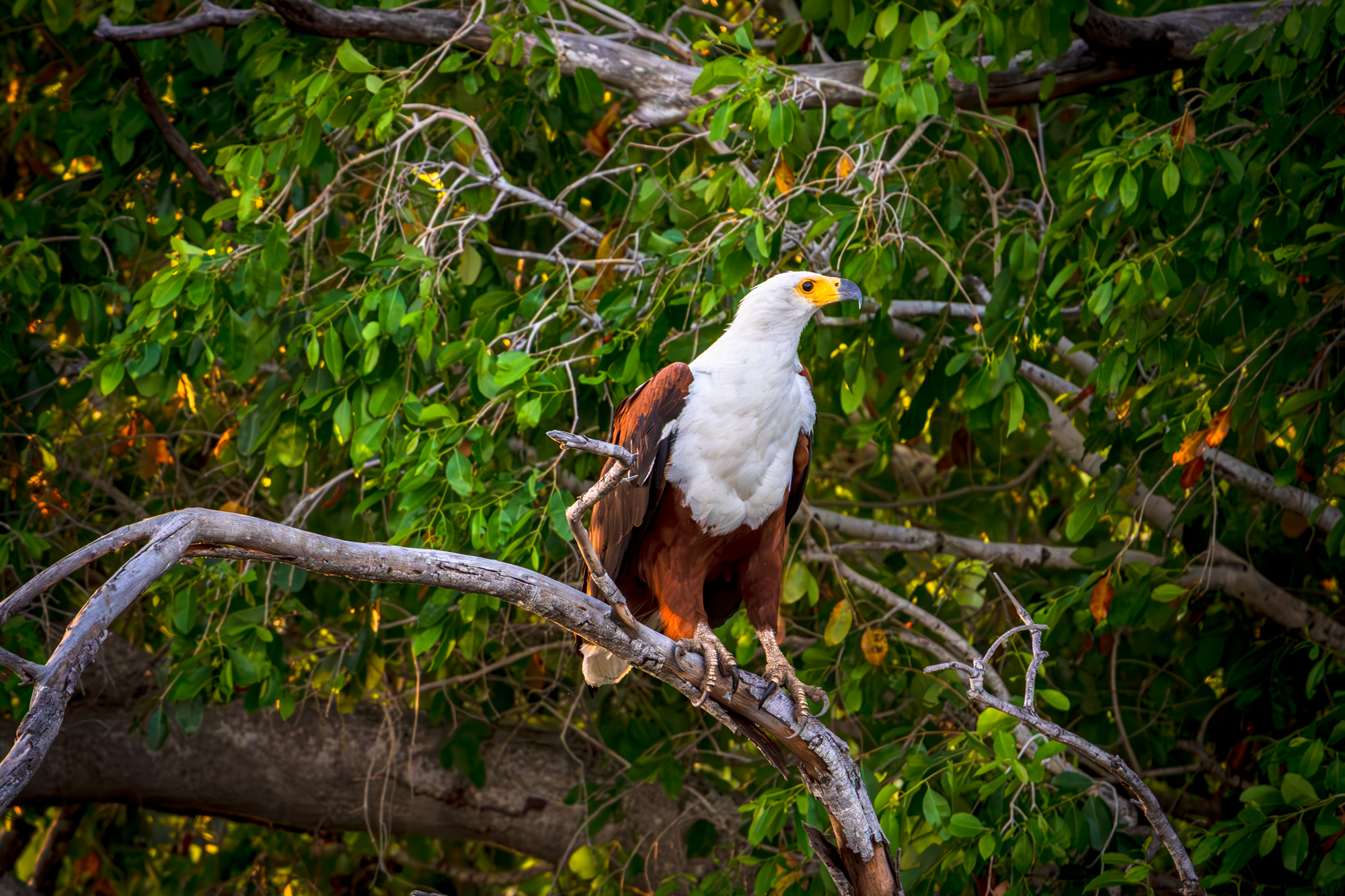 Pygargue vocifère perché sur branche