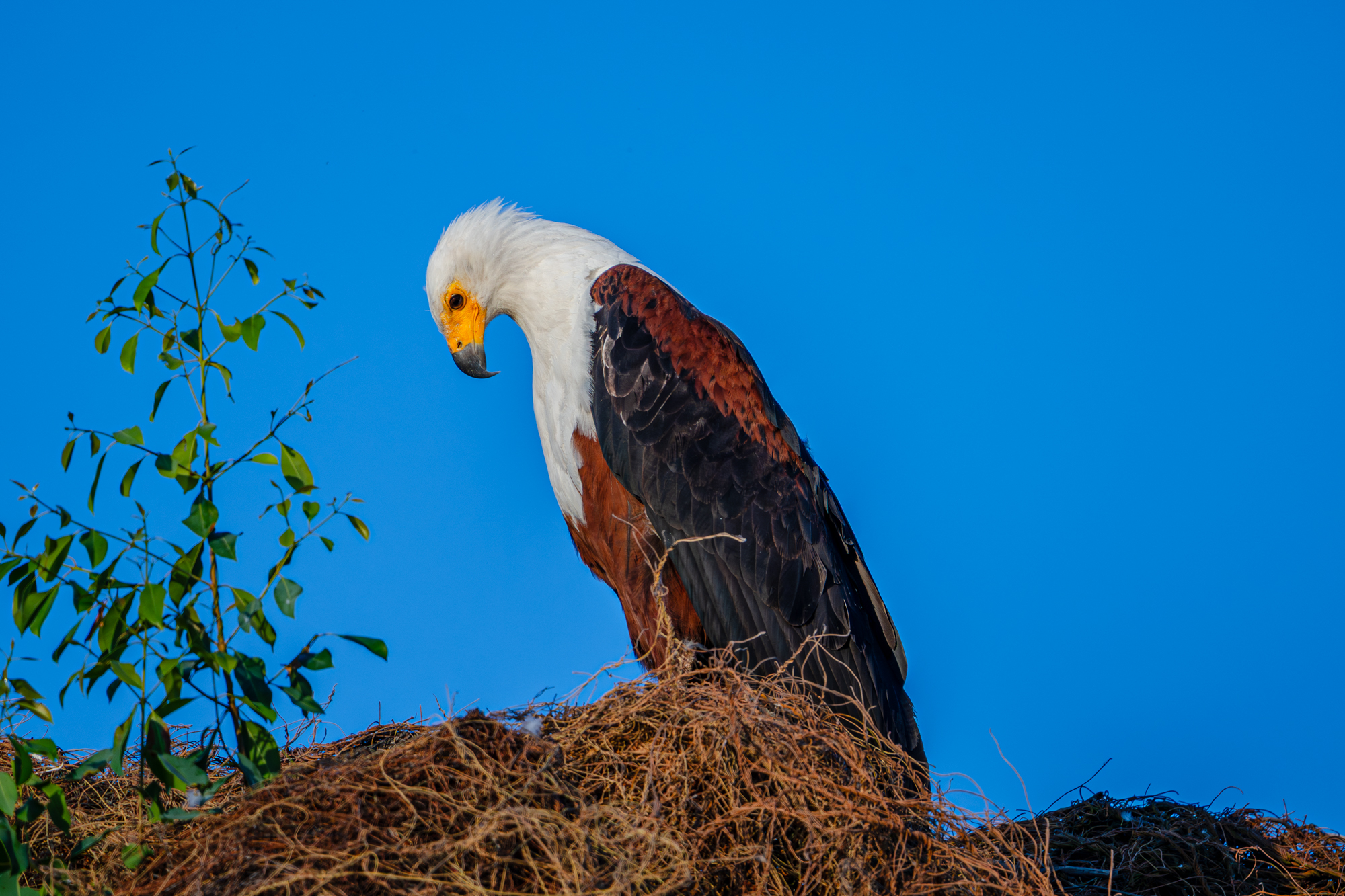 Pygargue vocifère sur nid