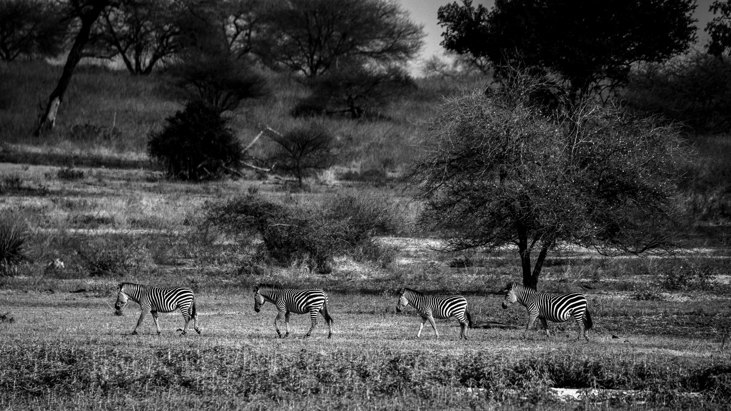Quatre zèbres sur savane africaine