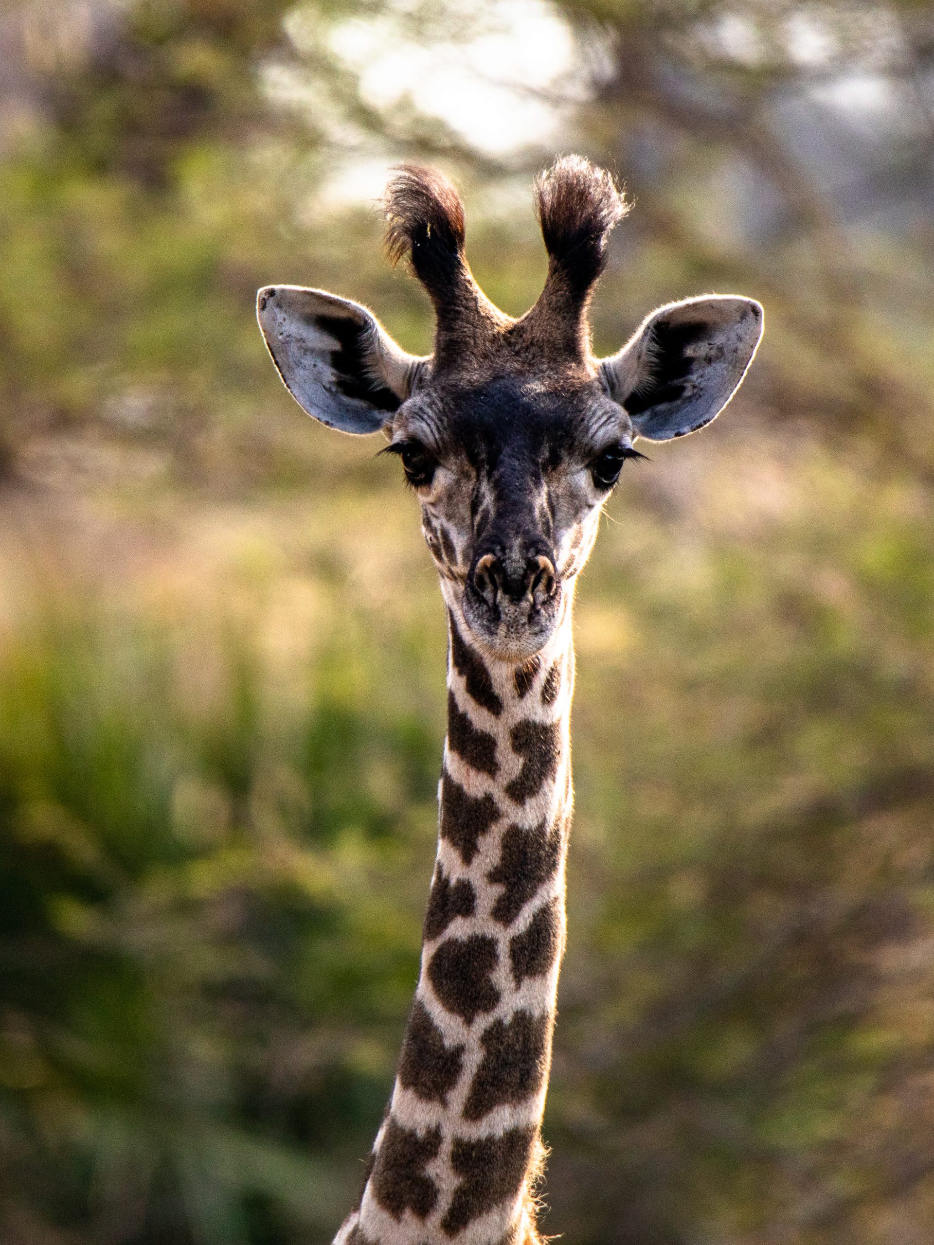 Regard de girafe réticulée
