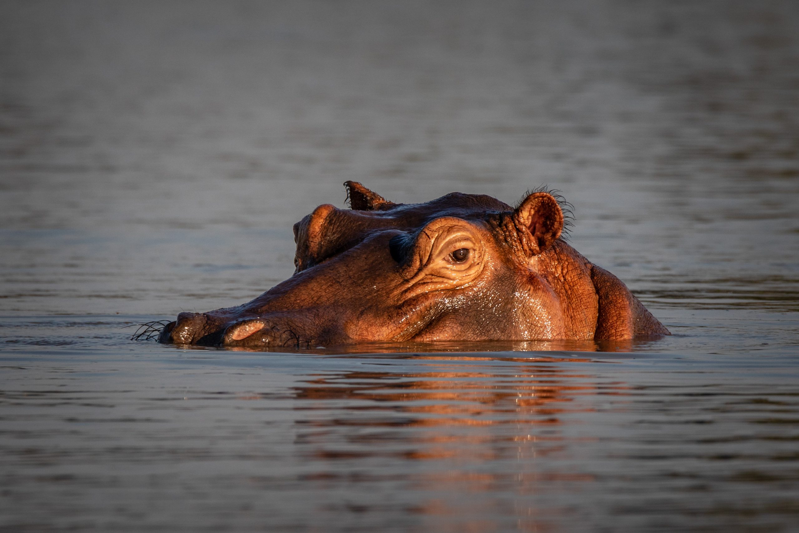 Regard d’hippopotame submergé