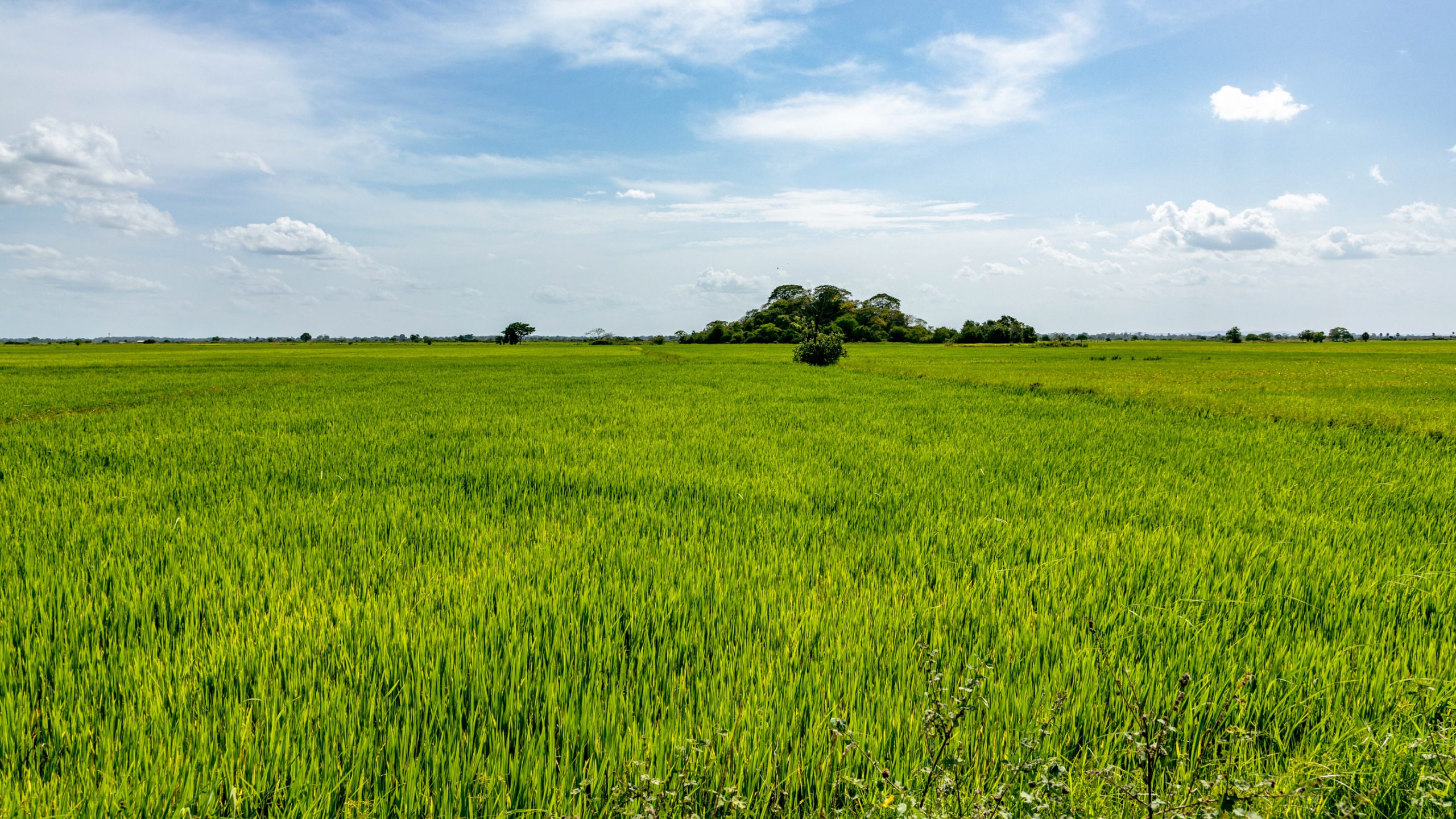 Rizière verdoyante sous ciel bleu
