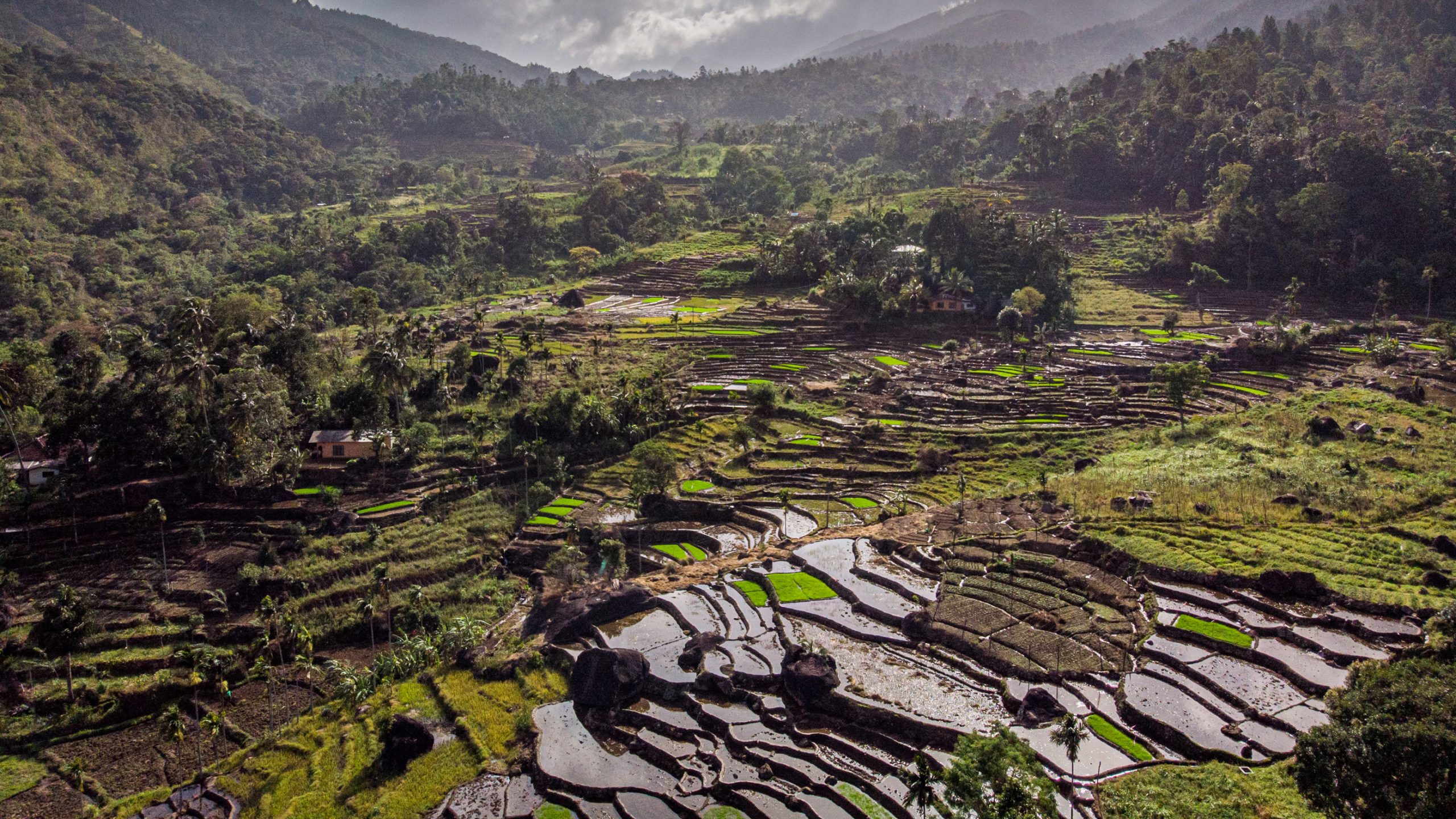 Rizières en terrasses inondées
