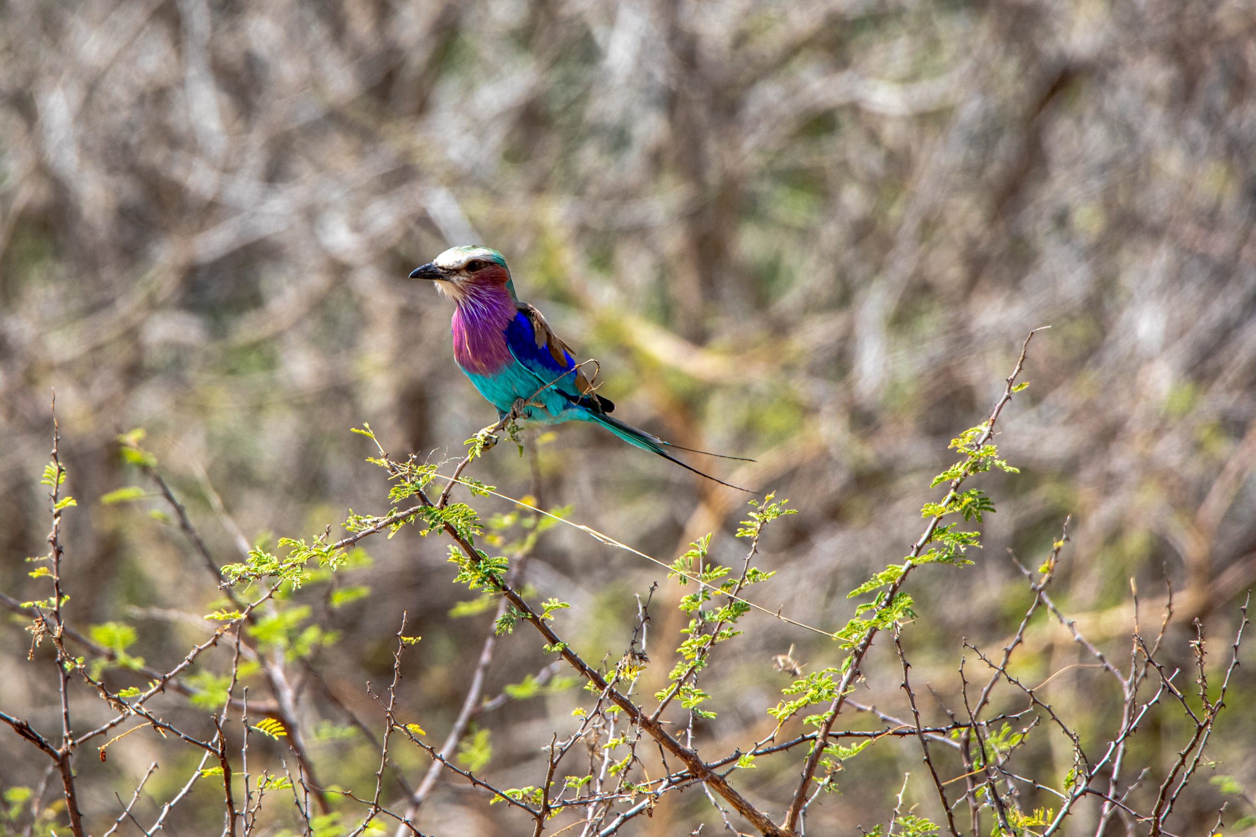 Rollier à Longs Brins sur Acacia