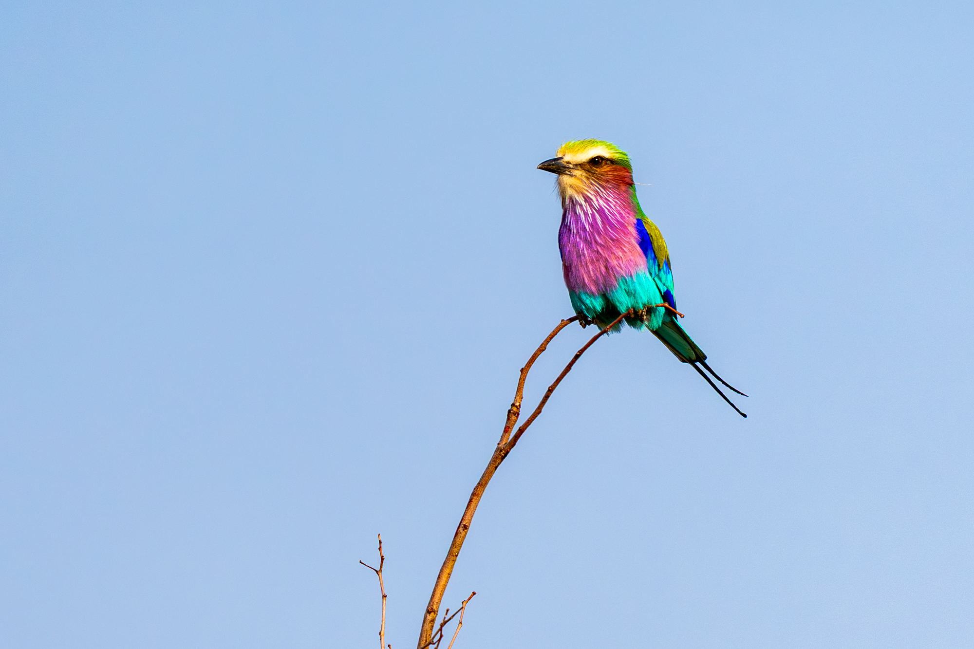 Rollier à Poitrine Lilas
