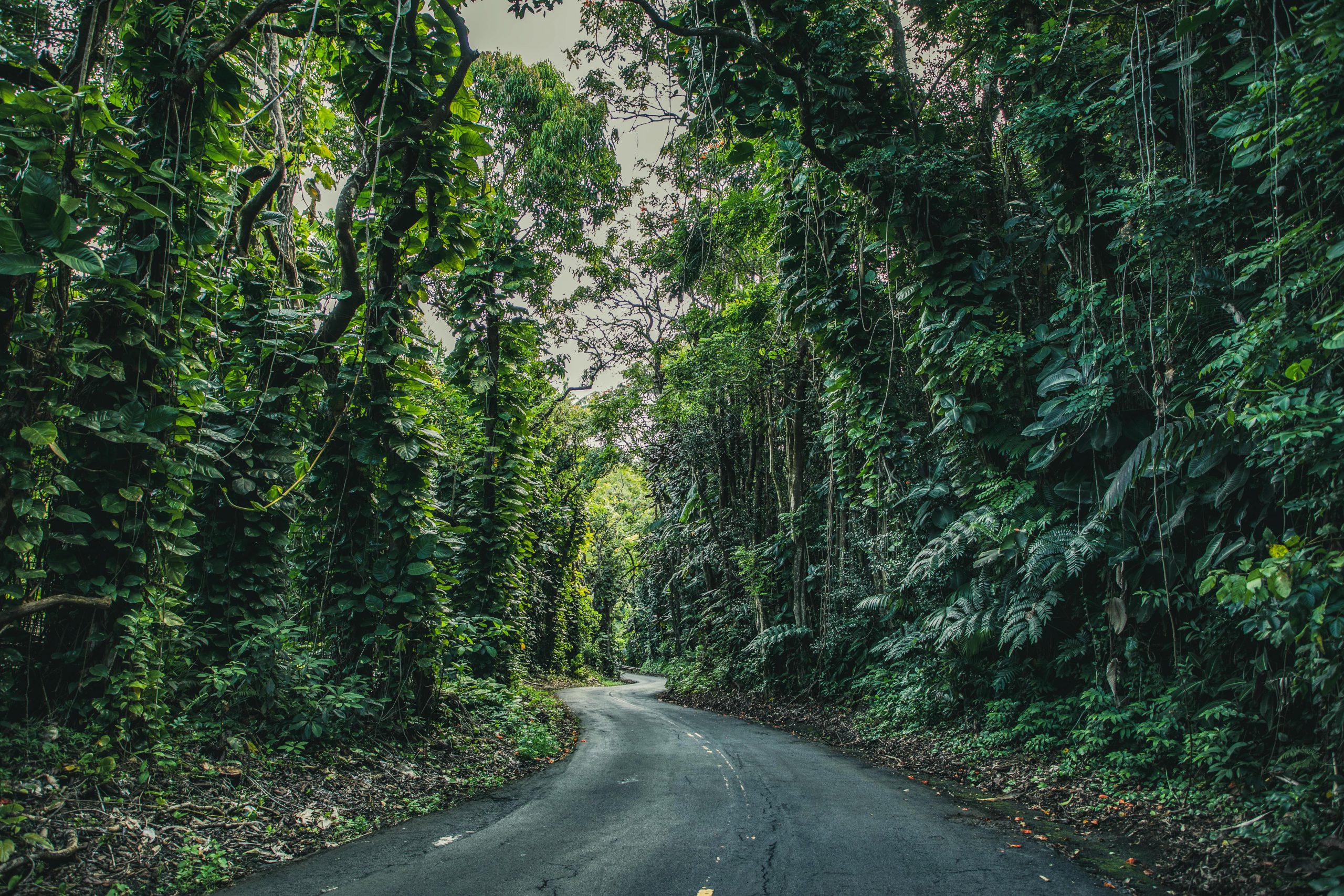 Route asphaltée en forêt tropicale