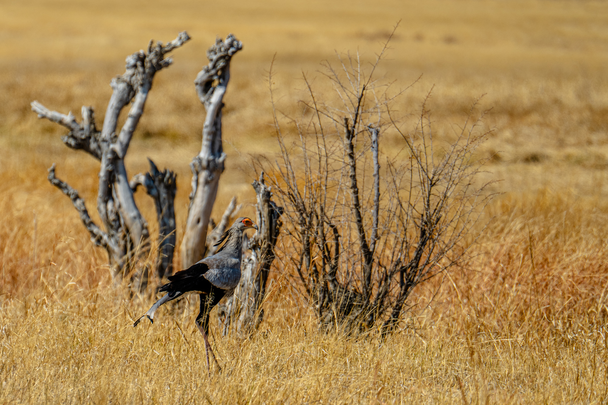 Sagittaire Serpentarius en Savane