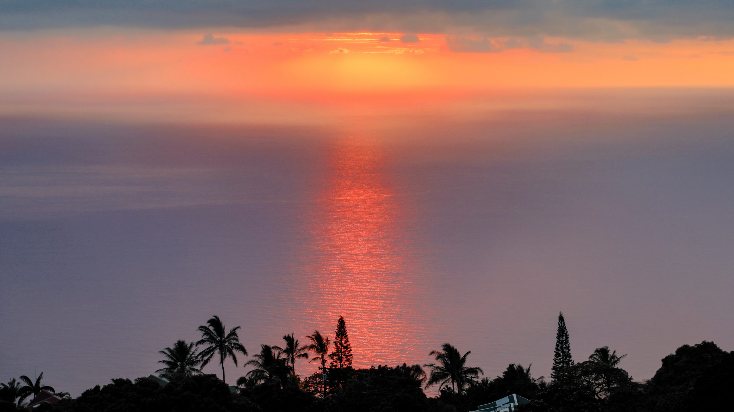 Silhouettes de palmiers face à l’océan