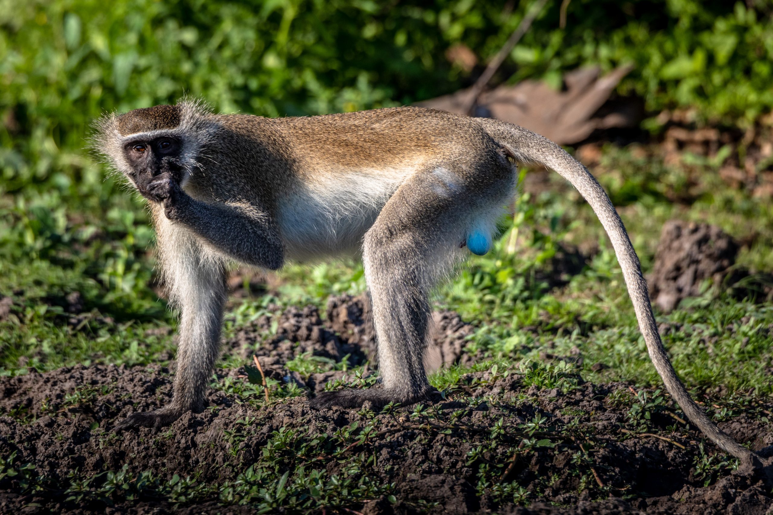 Singe vervet mâle en savane