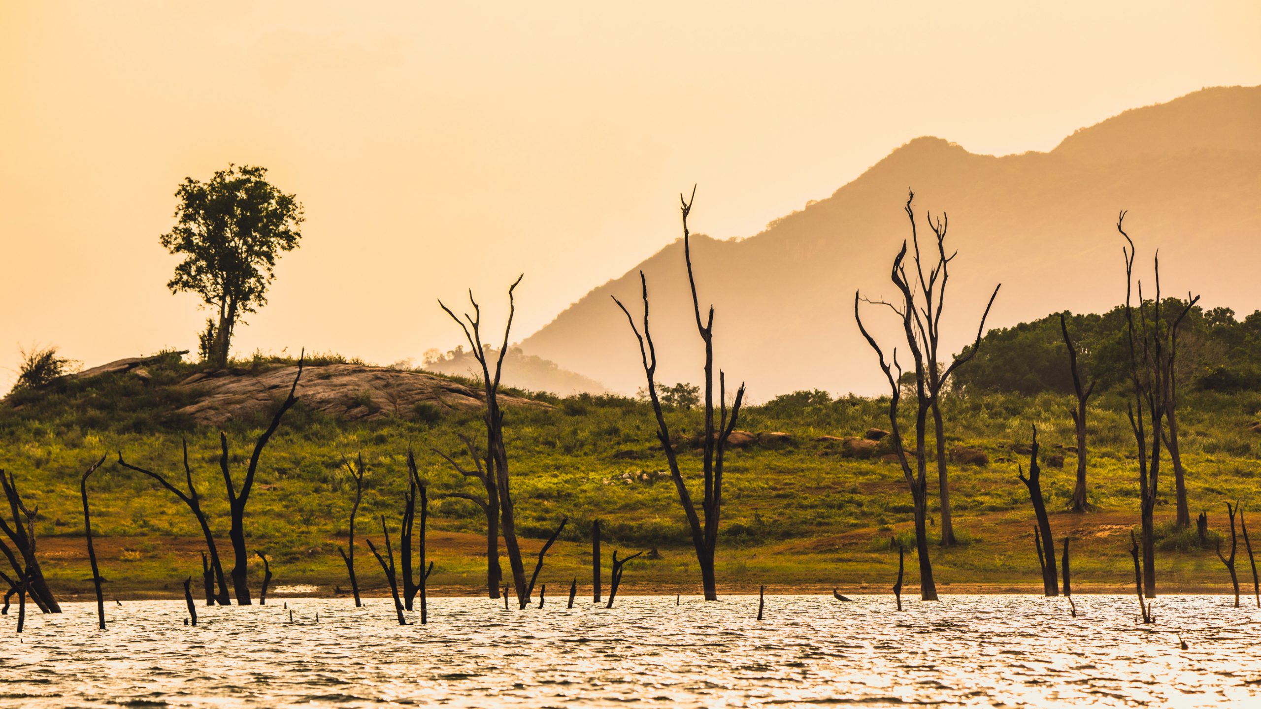 Squelettes d’arbres émergeant du lac