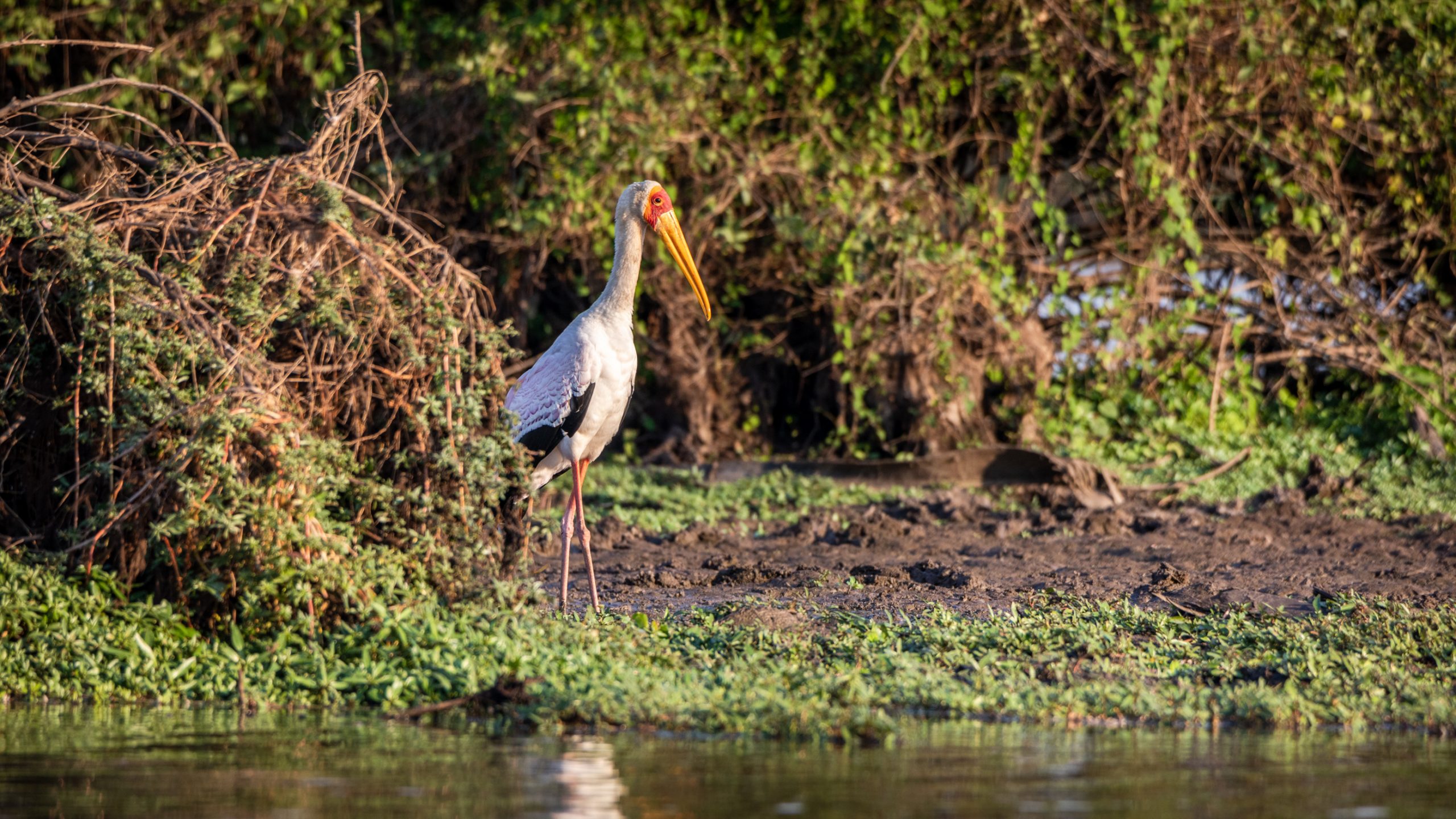 Tantale ibis au bord de l'eau