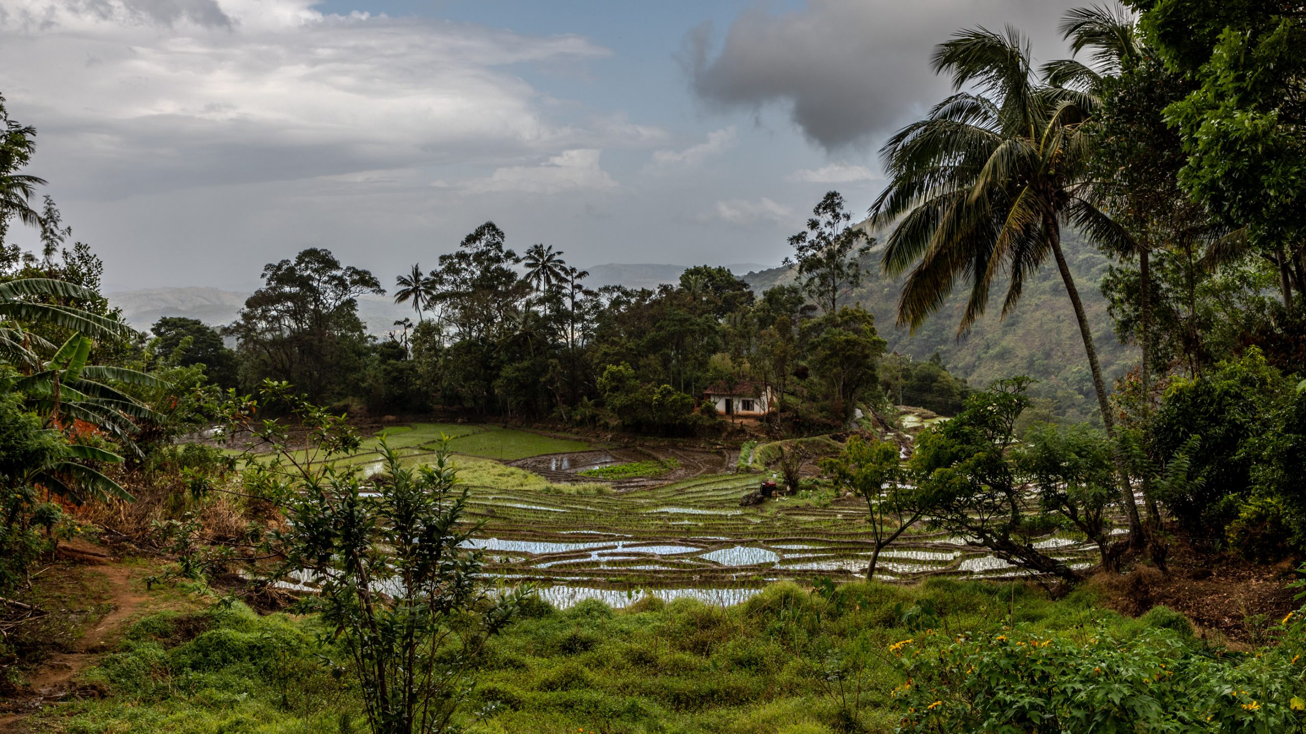 Terrasses de riz sous cocotiers