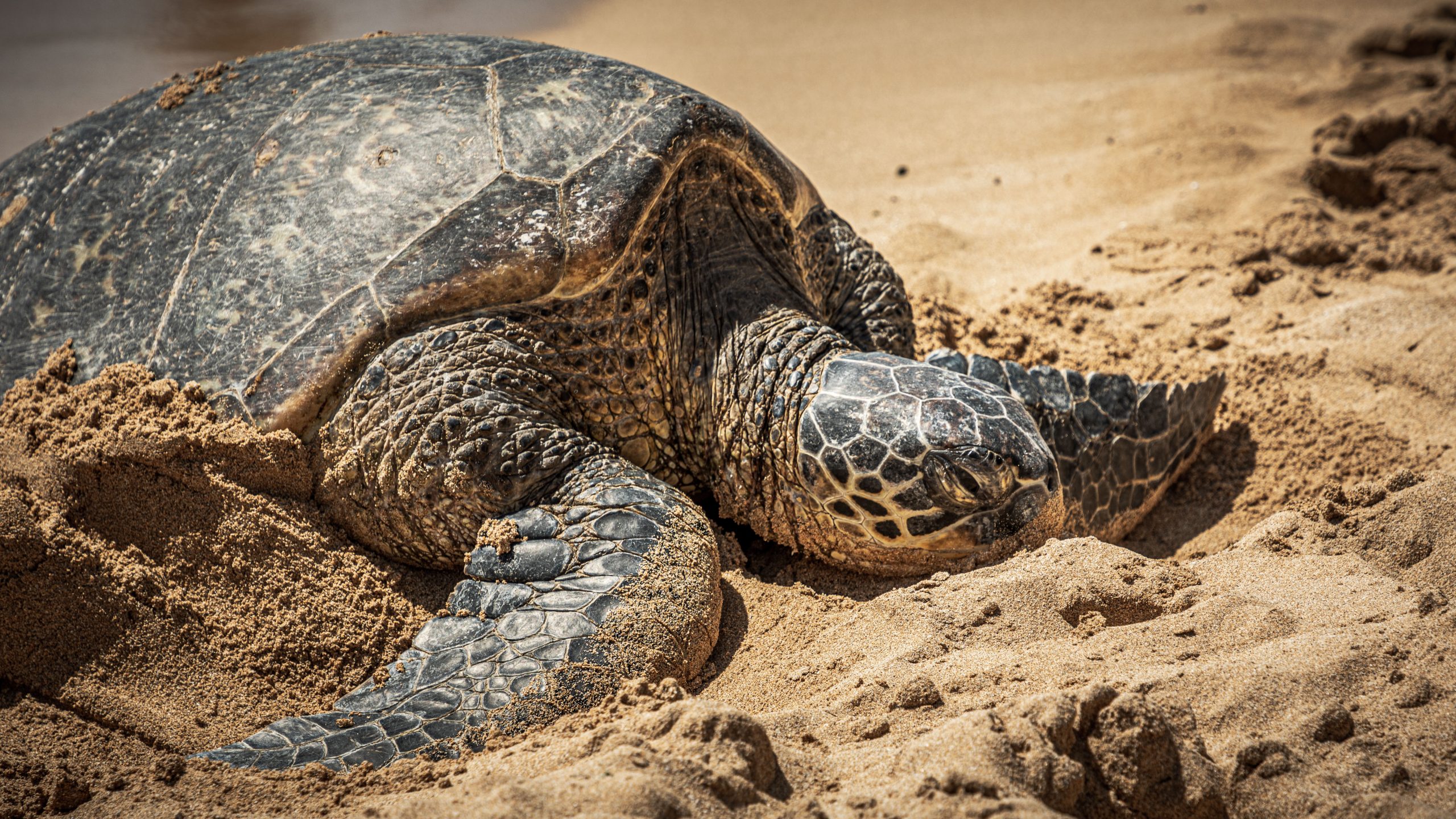 Tortue verte paisible sur plage