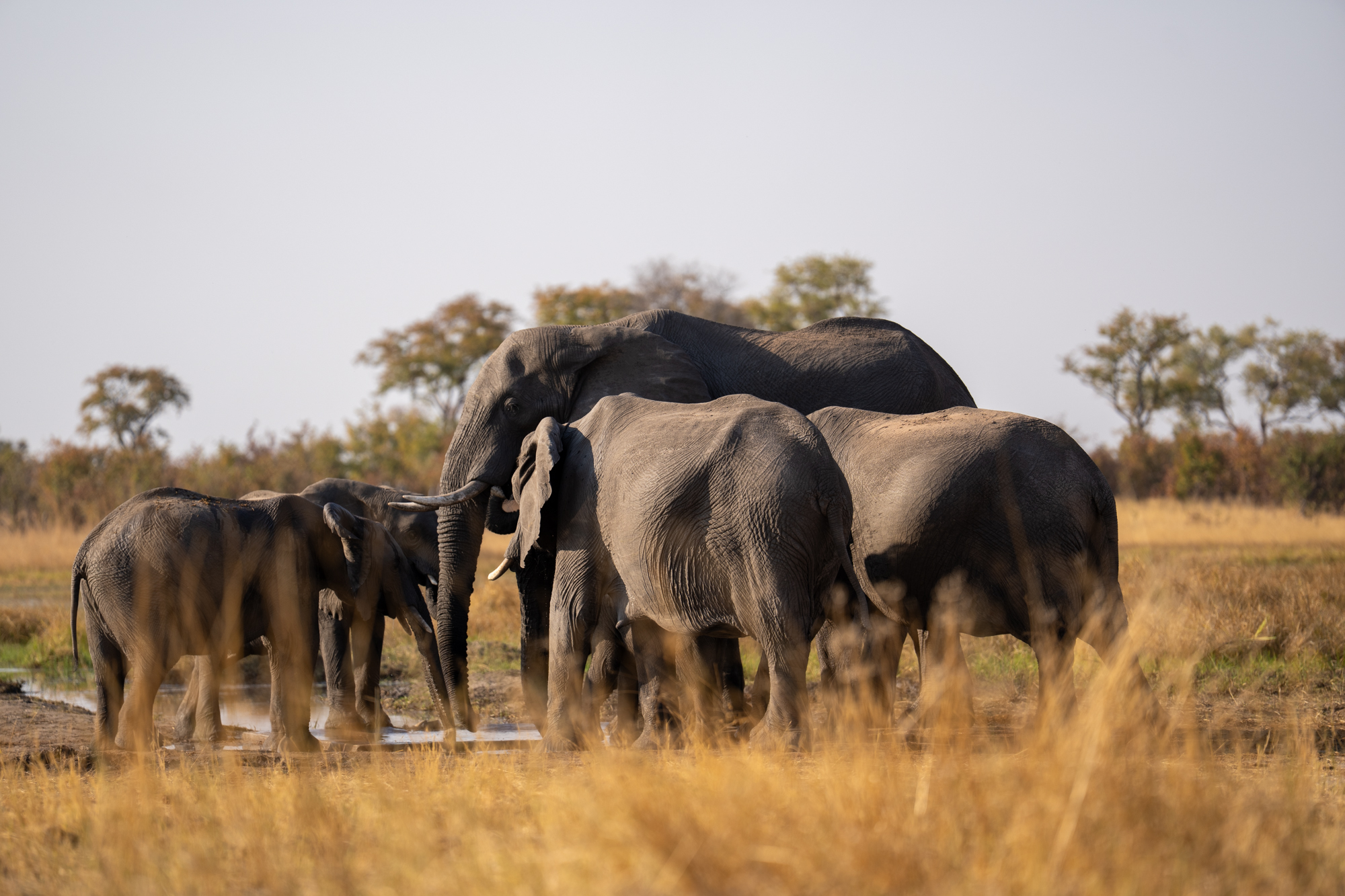Troupe d’éléphants au point d’eau