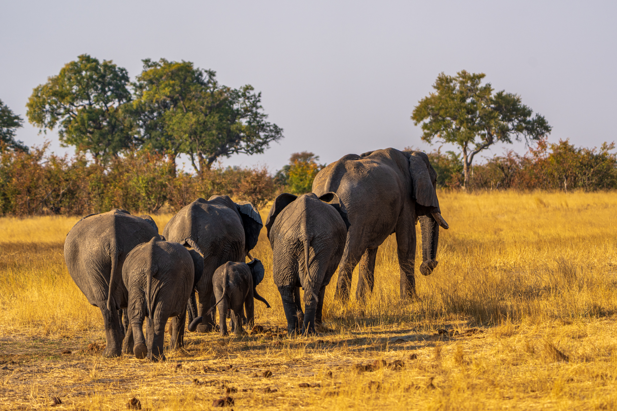 Troupeau d’Éléphants d’Afrique