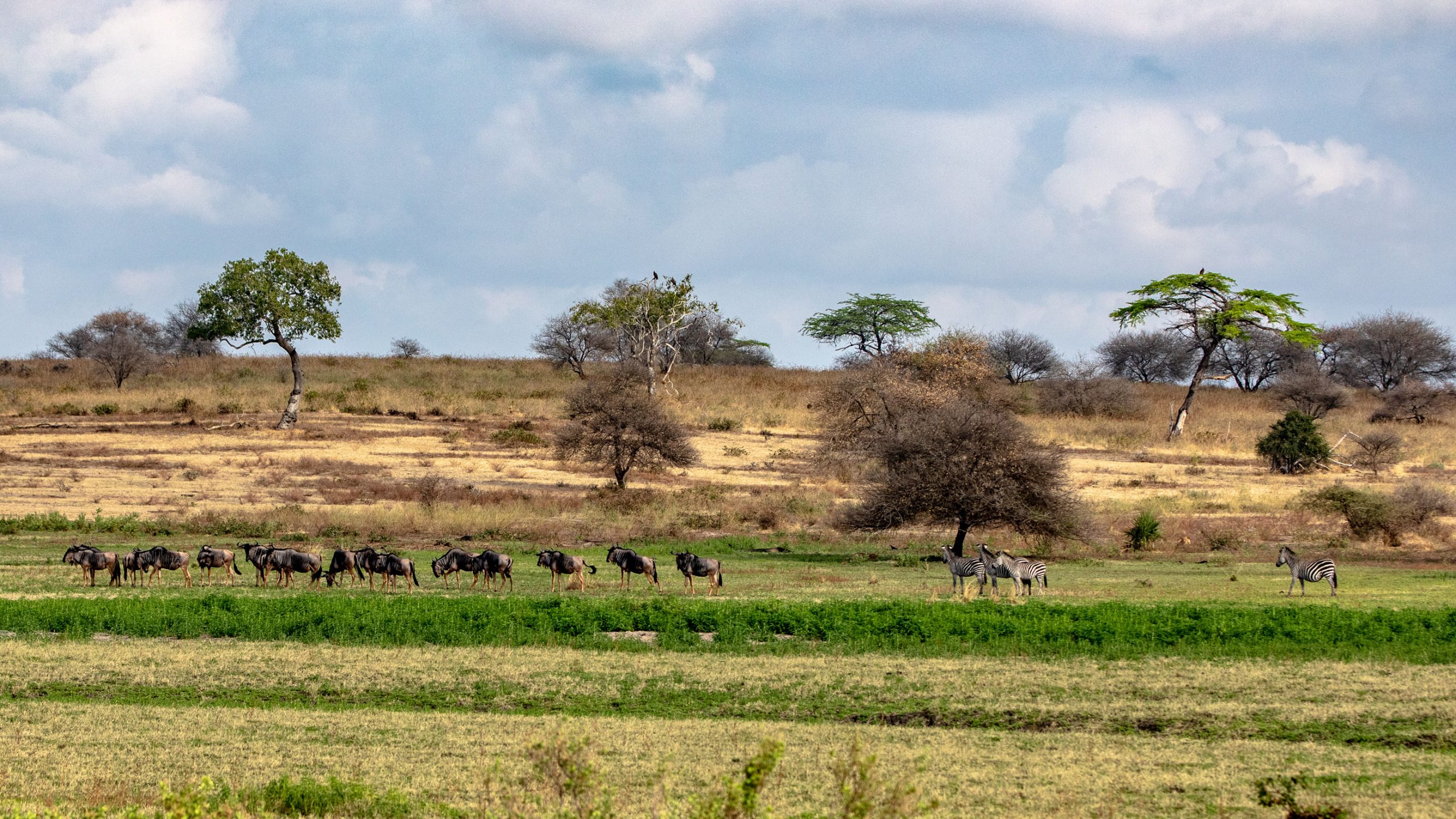 Troupeau de Gnous et Zèbres