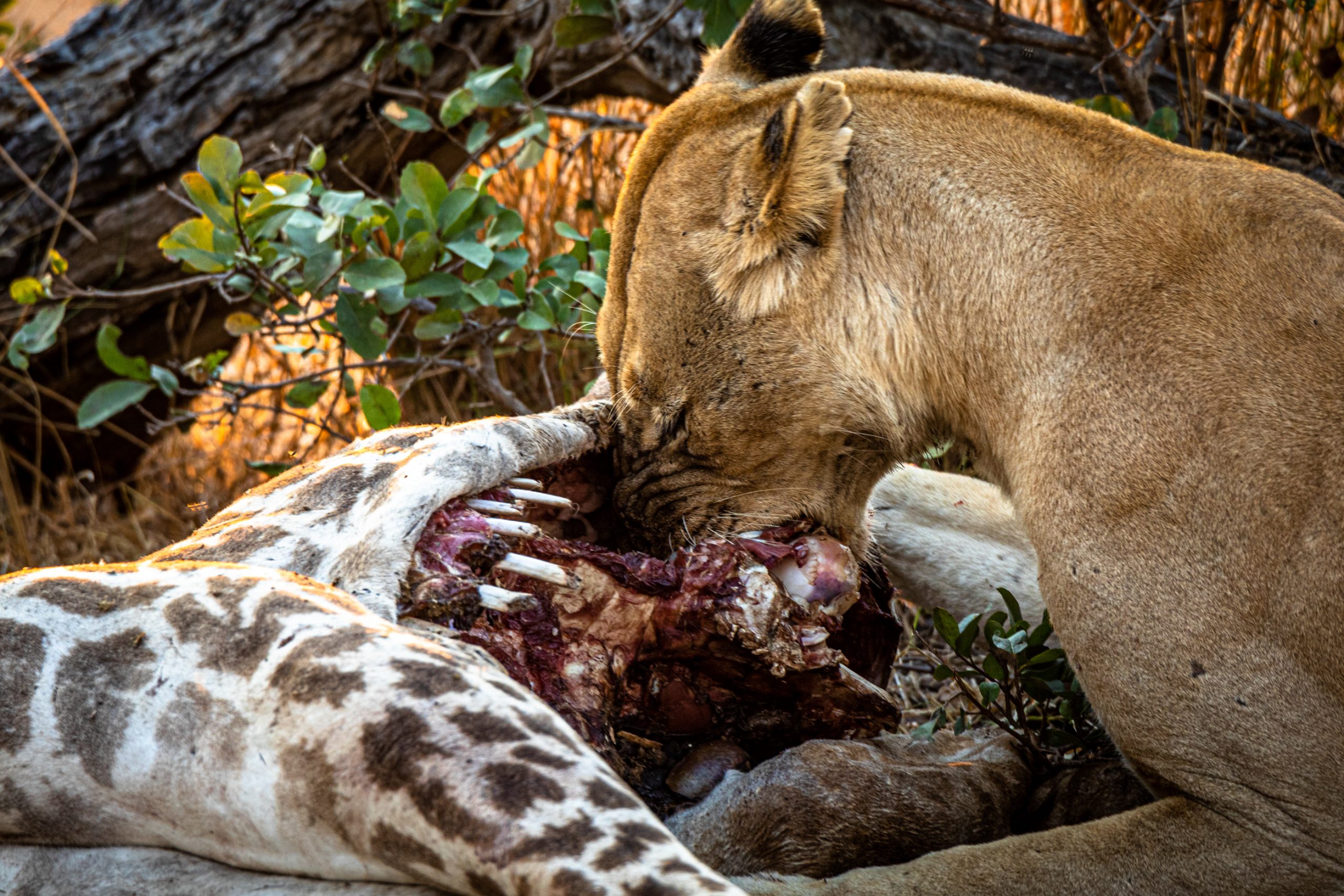 Une Lionne d’Afrique dévorant une girafe
