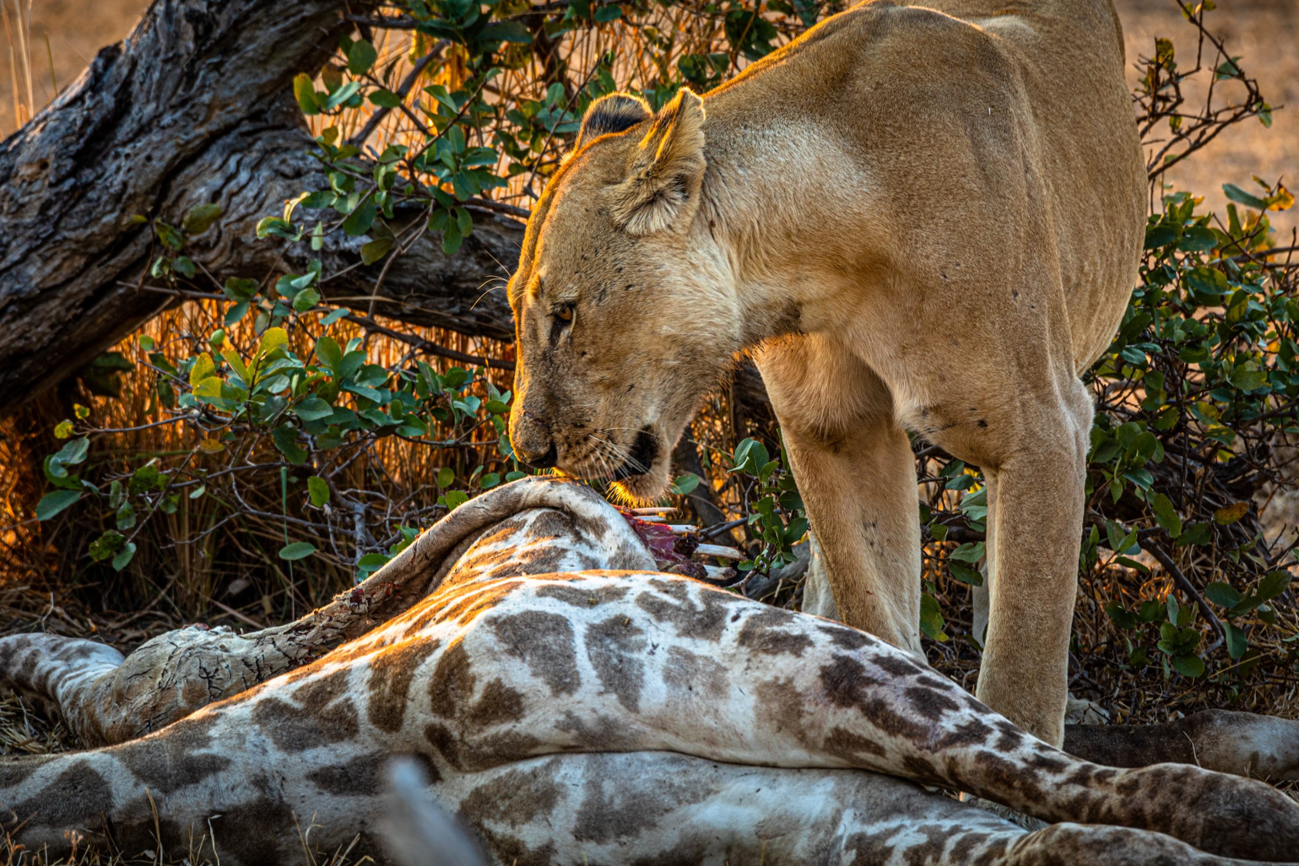 Une Lionne dévorant une girafe