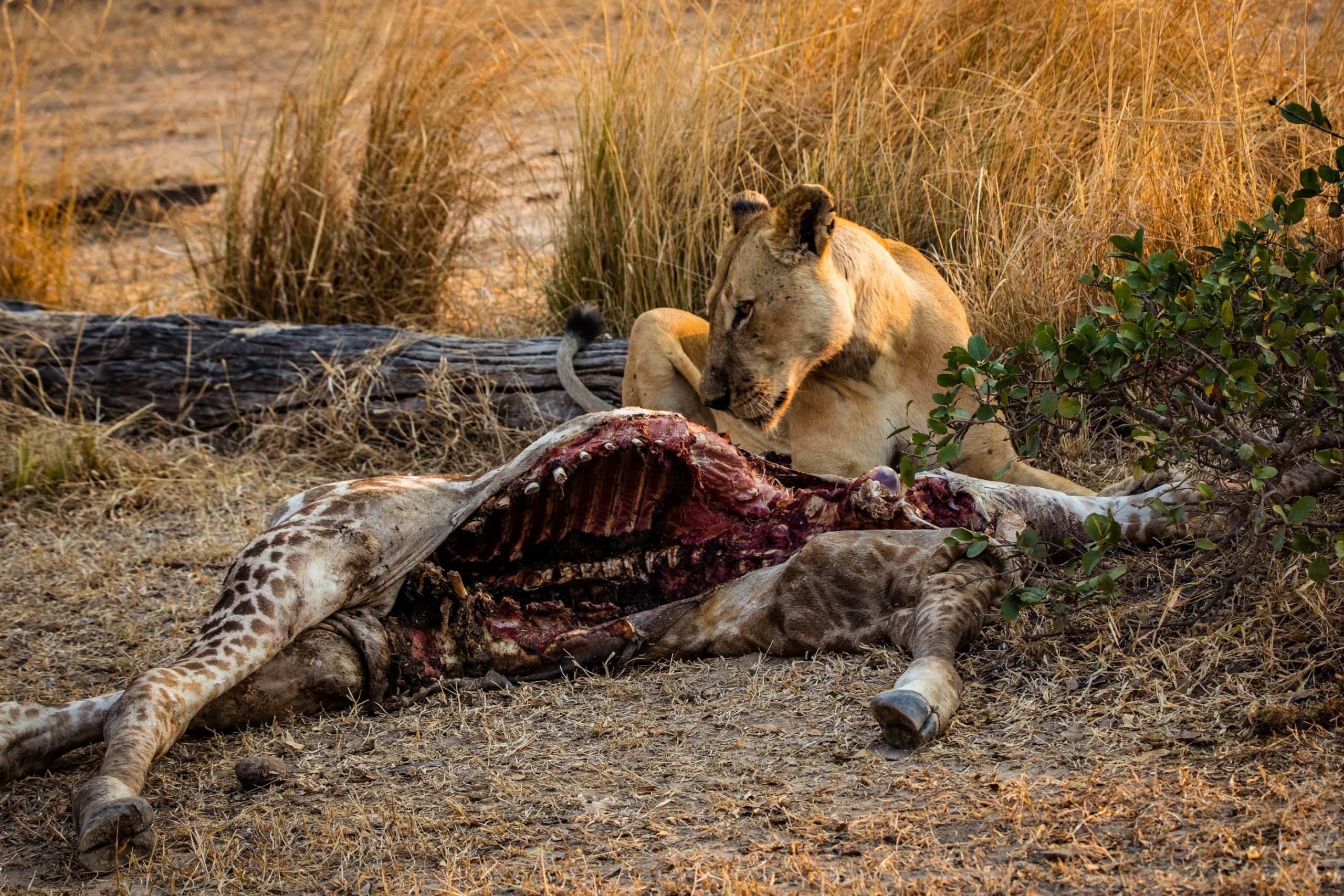 Une Lionne et son repas