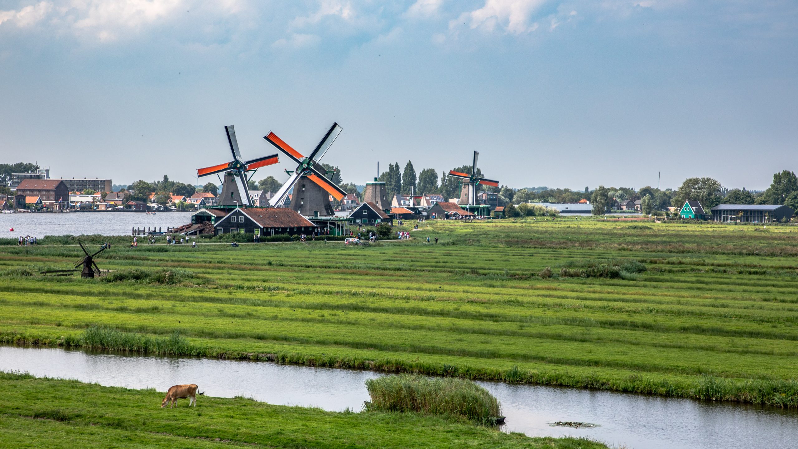 Vache et moulins de Zaanse Schans