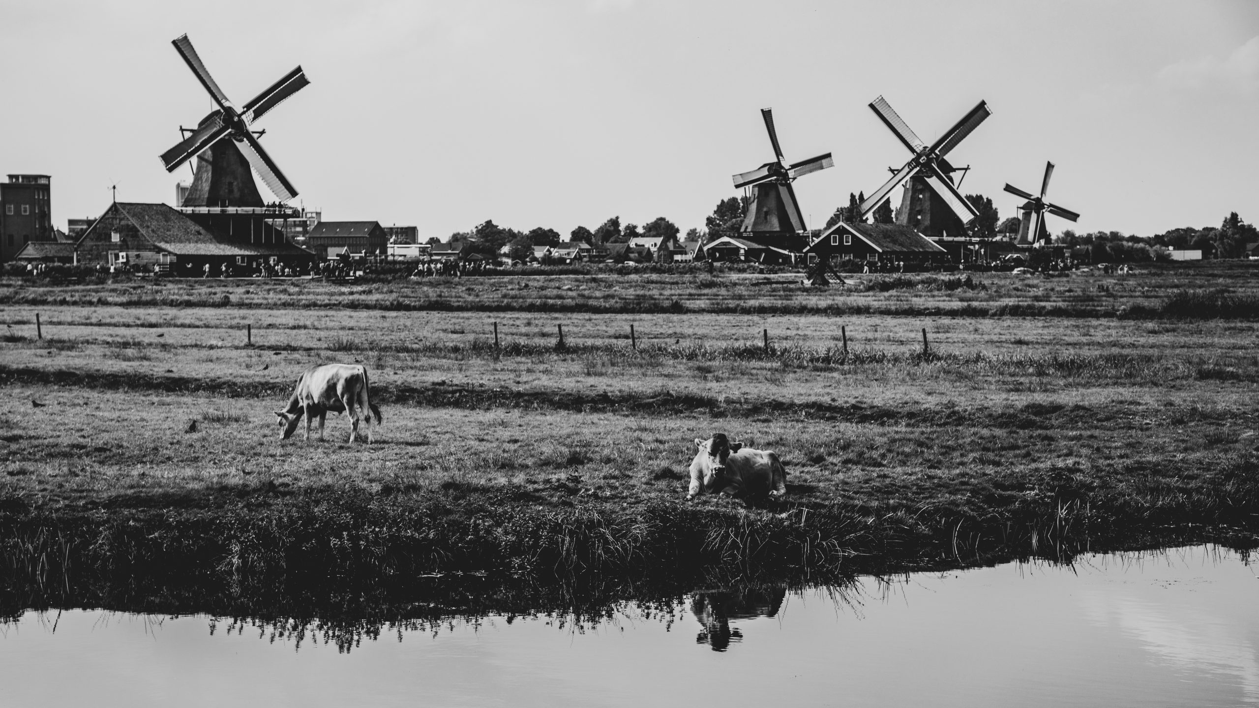Vaches devant moulins de Zaanse Schans