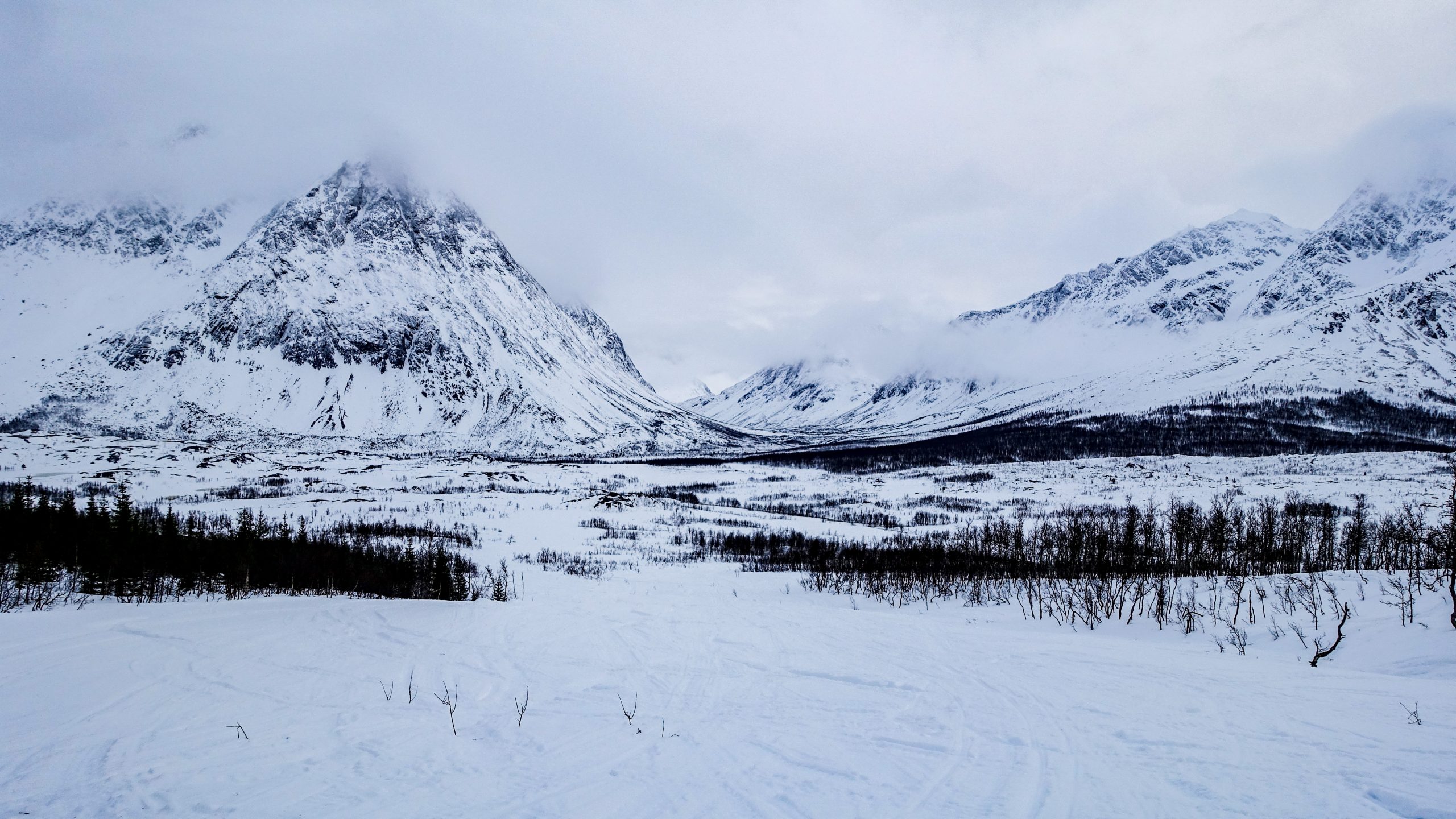 Vallée enneigée et sapins