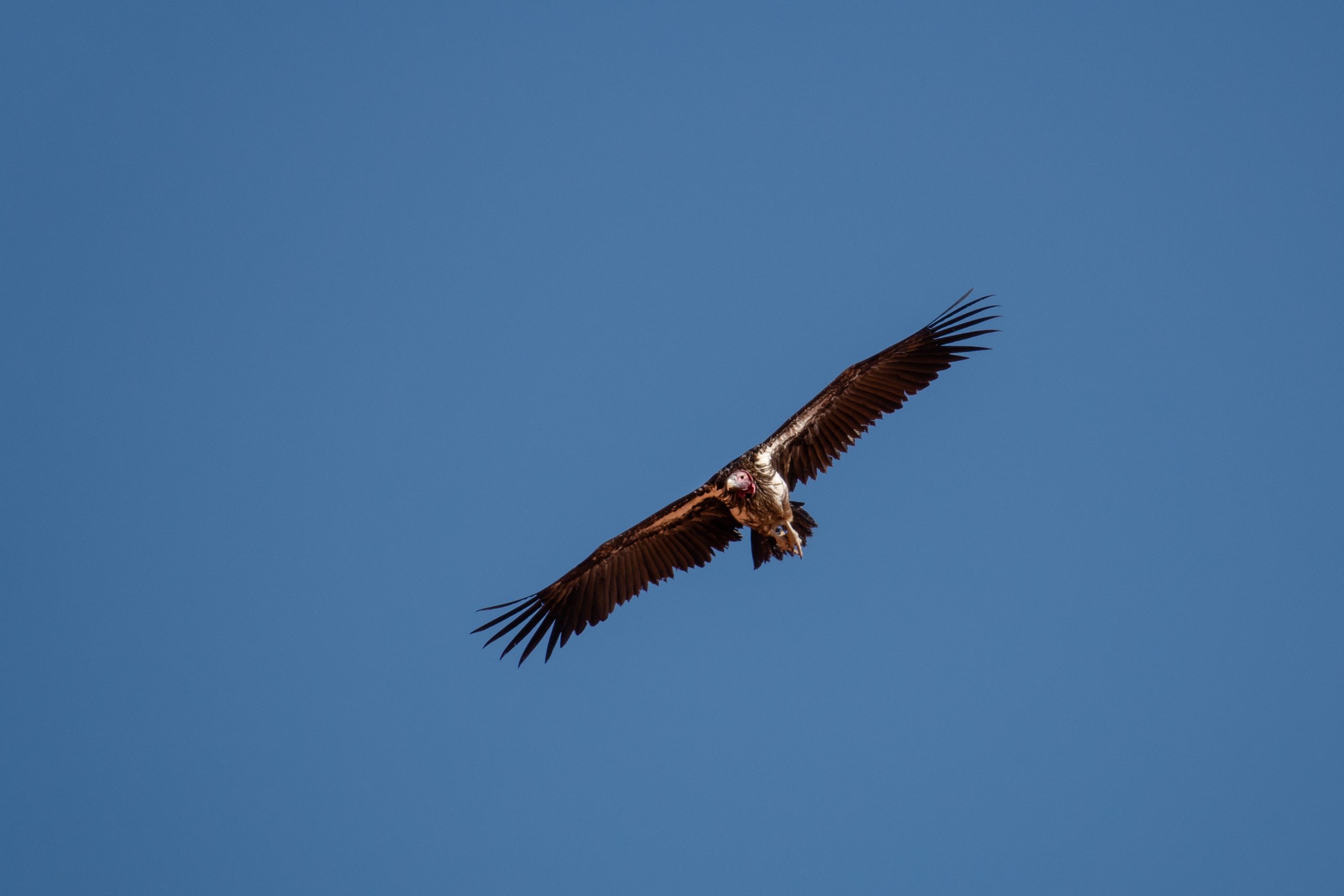 Vautour à tête rouge en vol