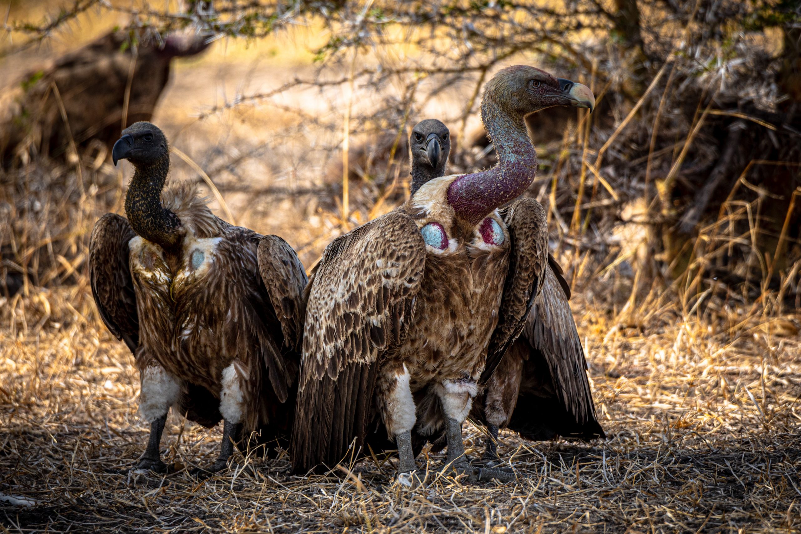 Vautours à face nue africains