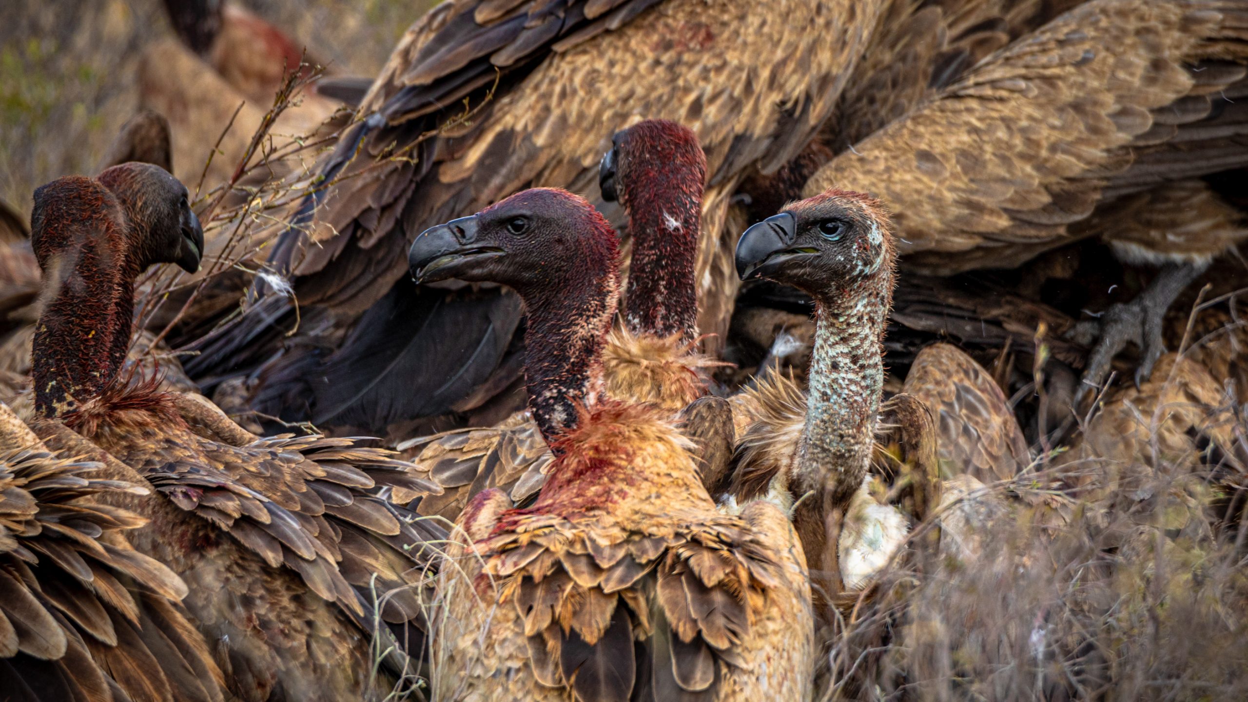 Vautours charognards africains
