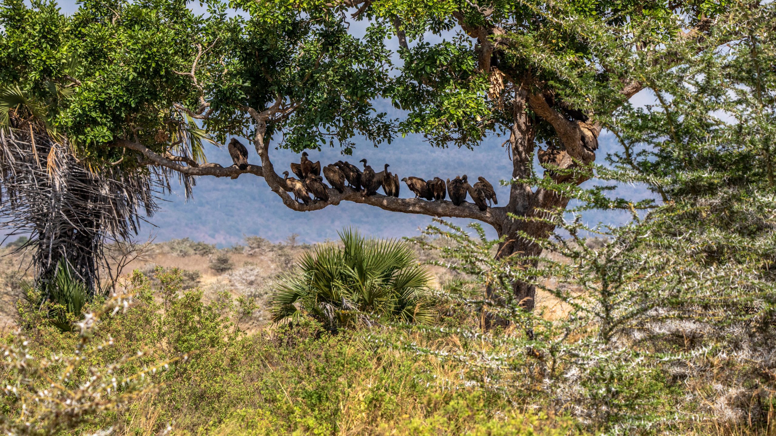 Vautours perchés sur acacia